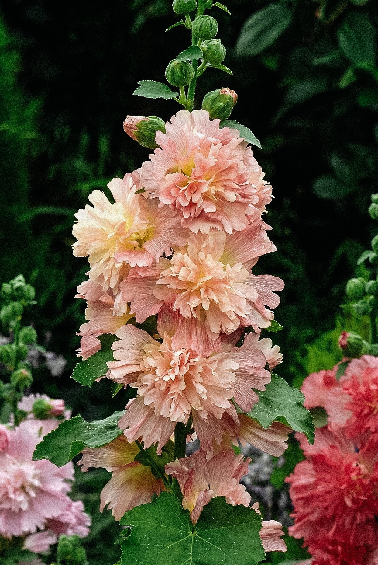 Miniatuur 1
