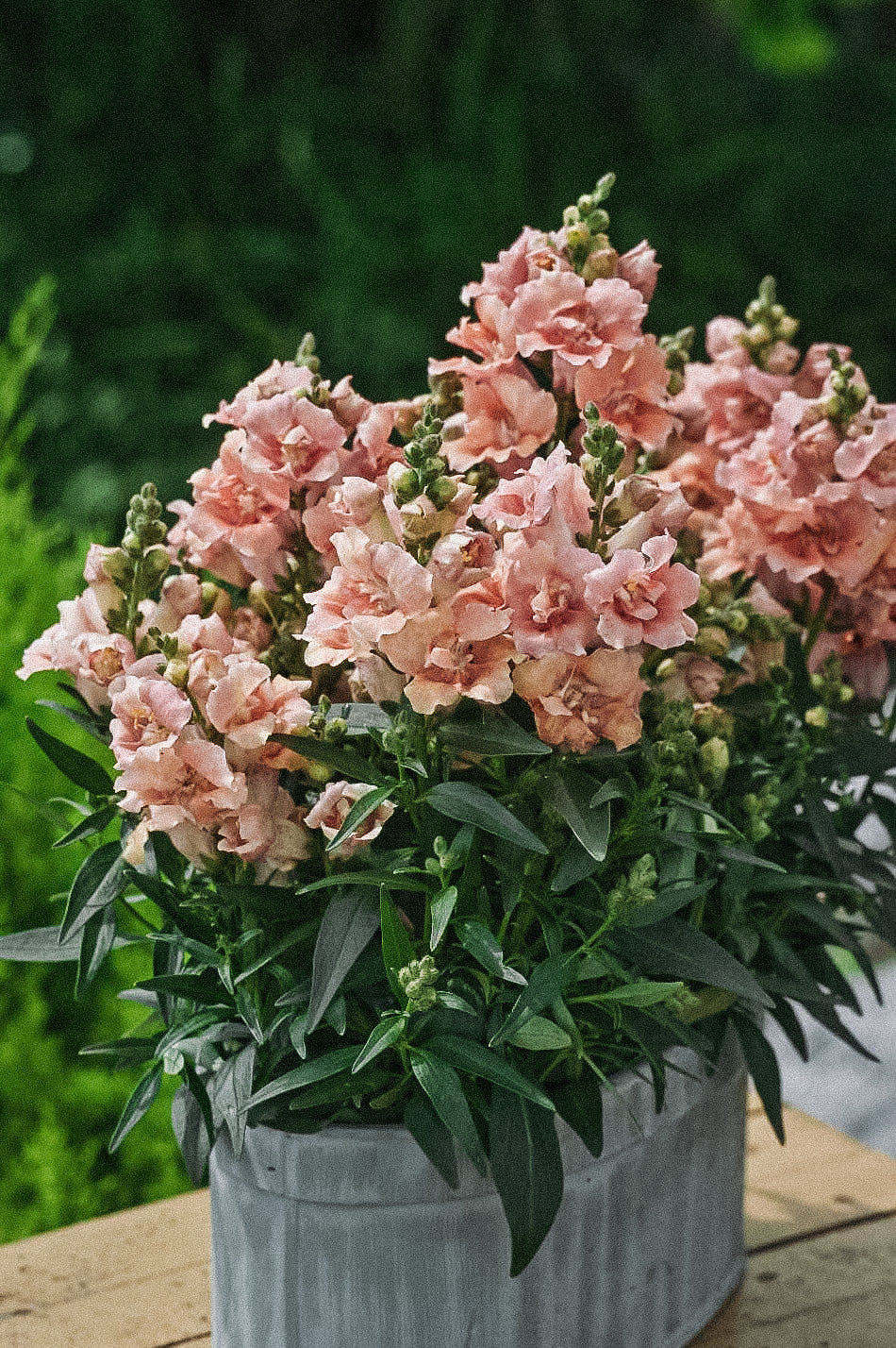 Miniatuur 3