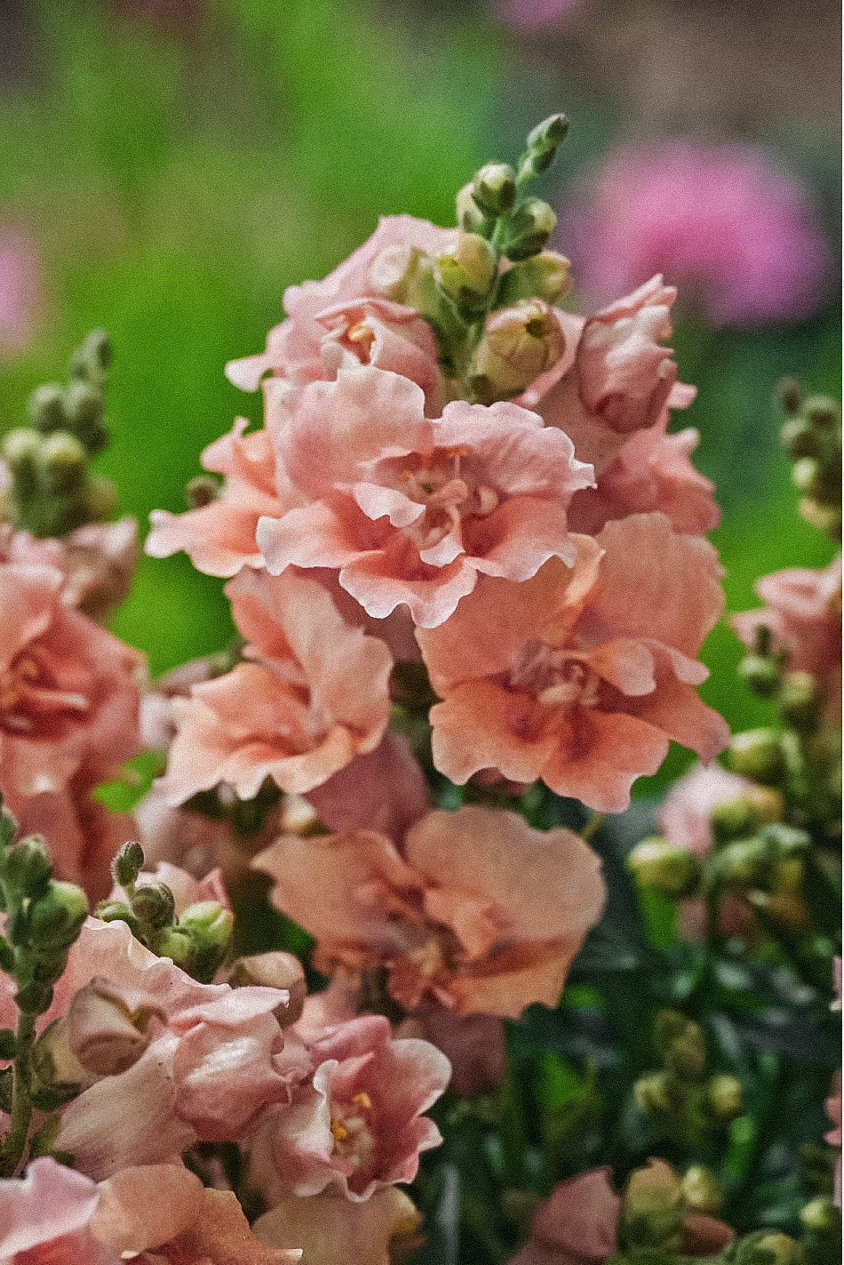 Miniatuur 4