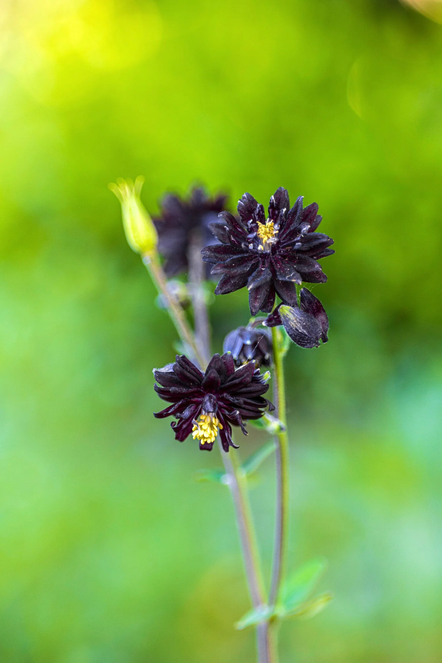 Miniatuur 1