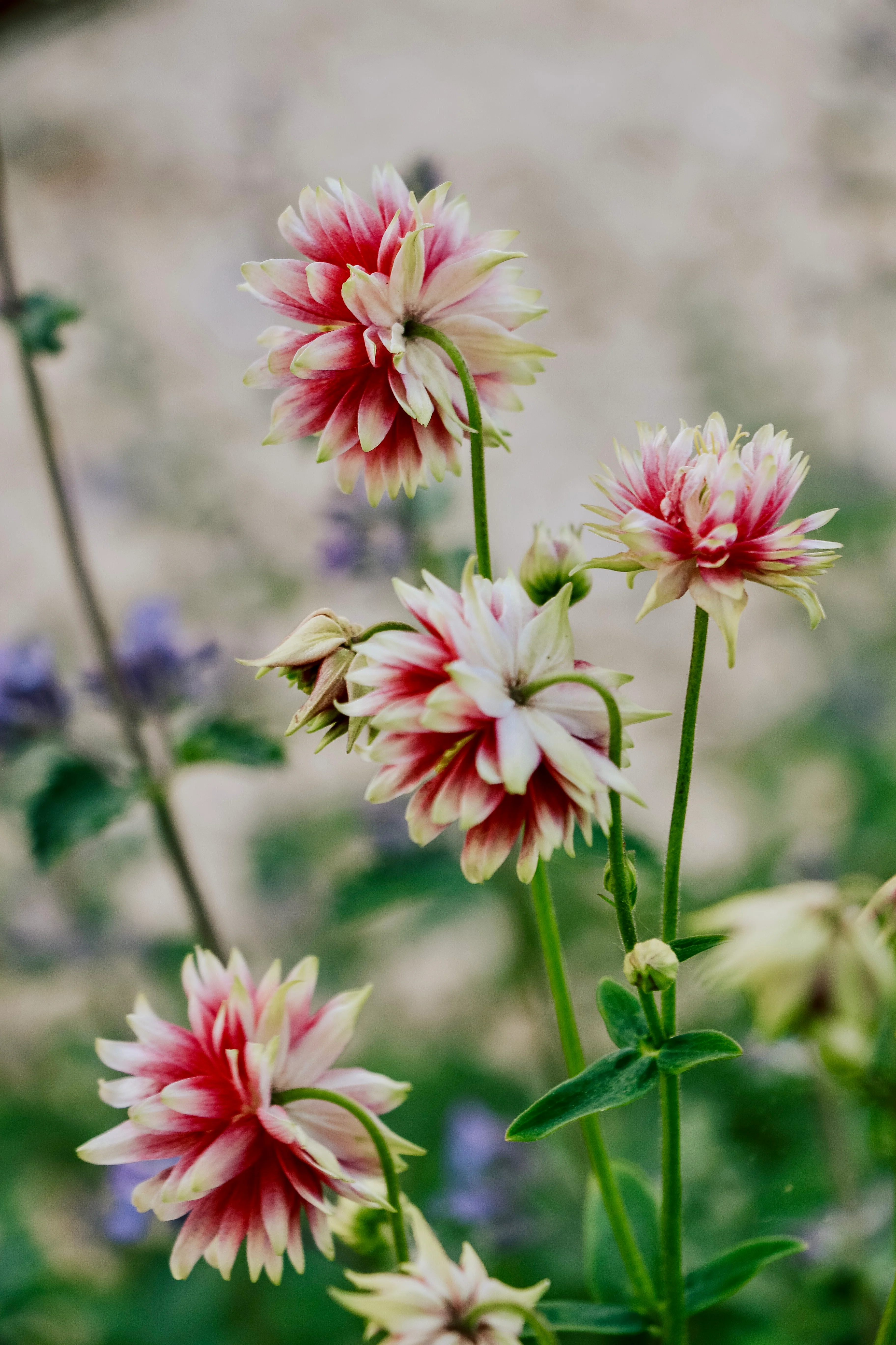 Miniatuur 3