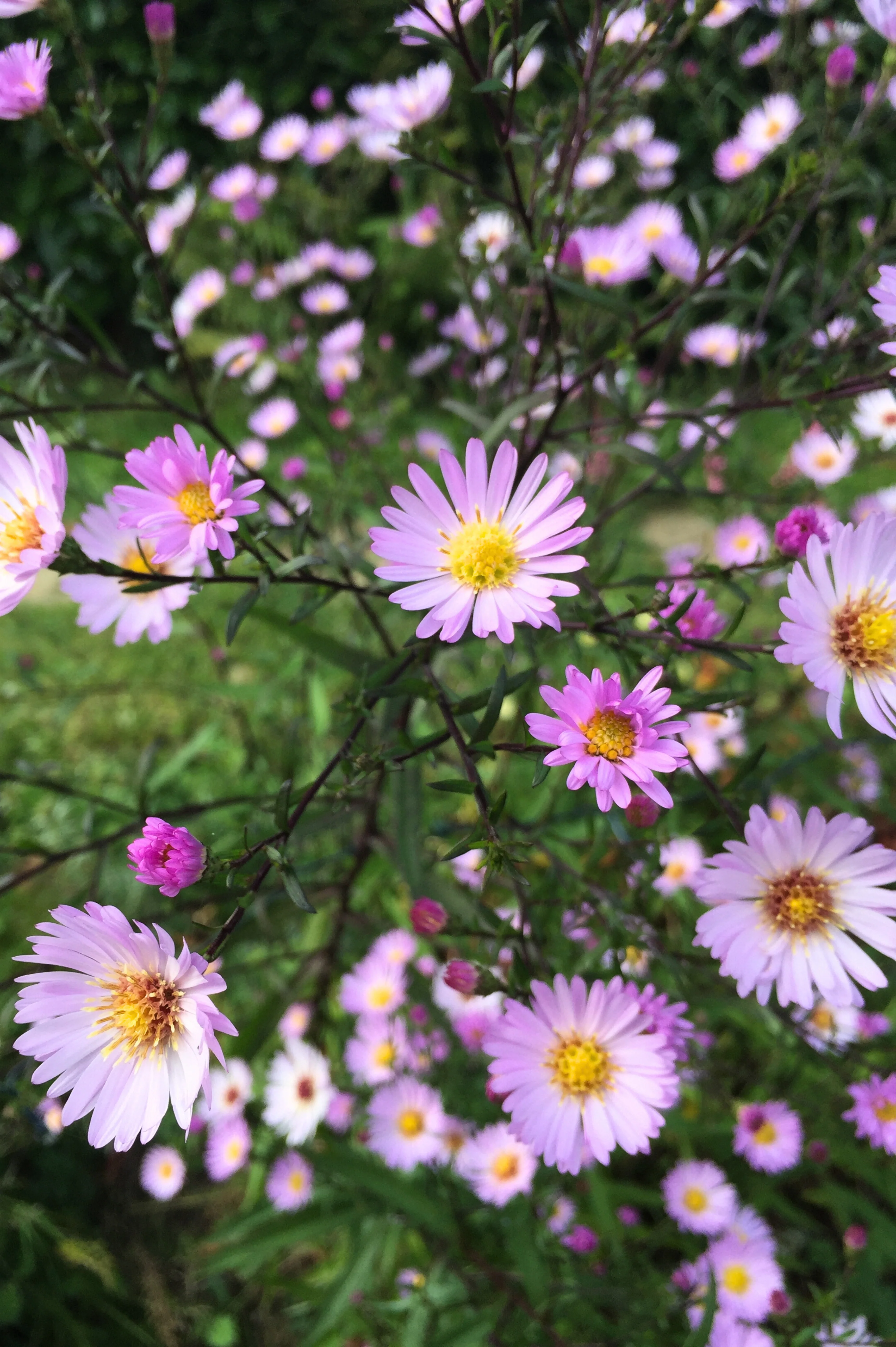 Vaste planten - volle zon