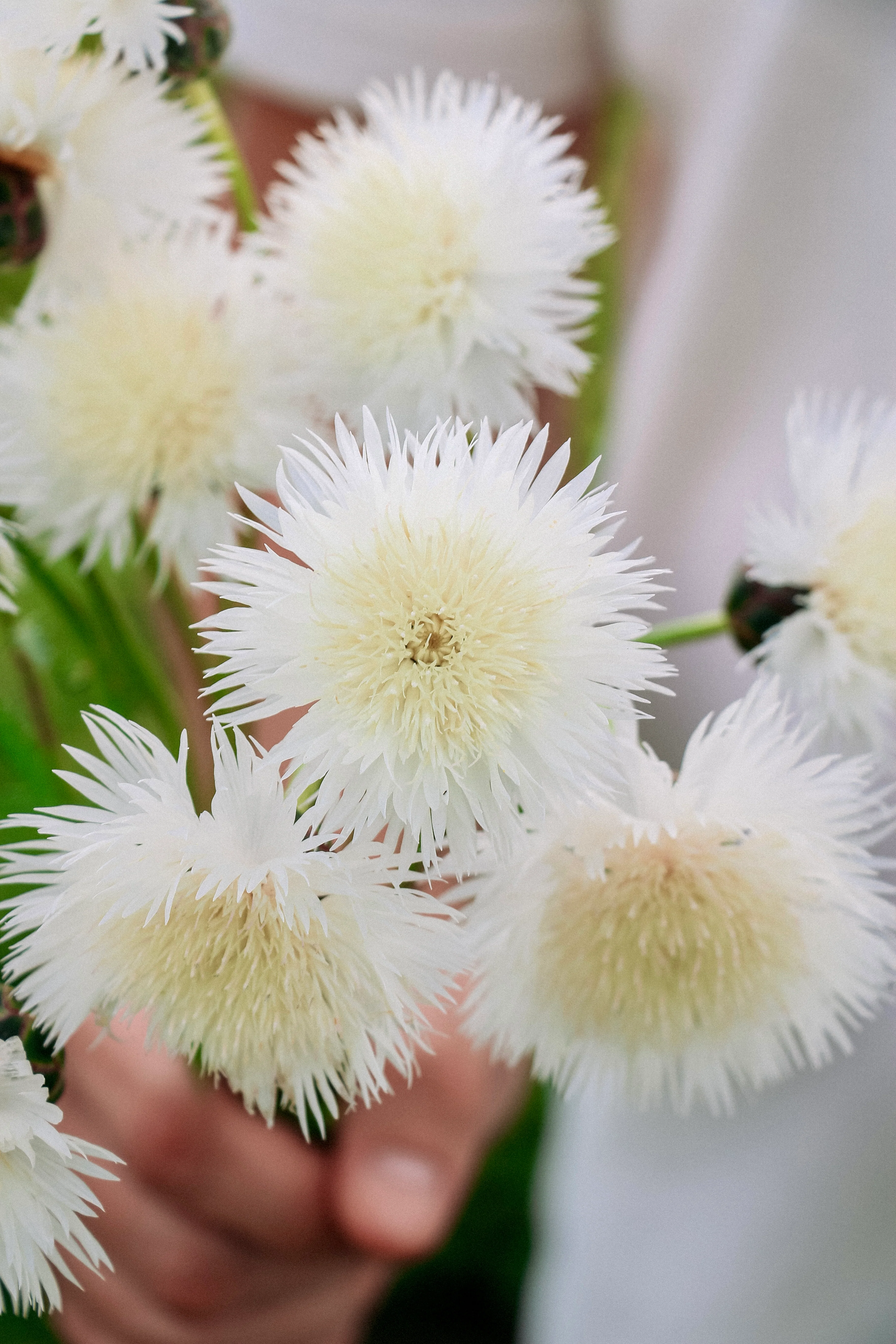 Miniatuur 3