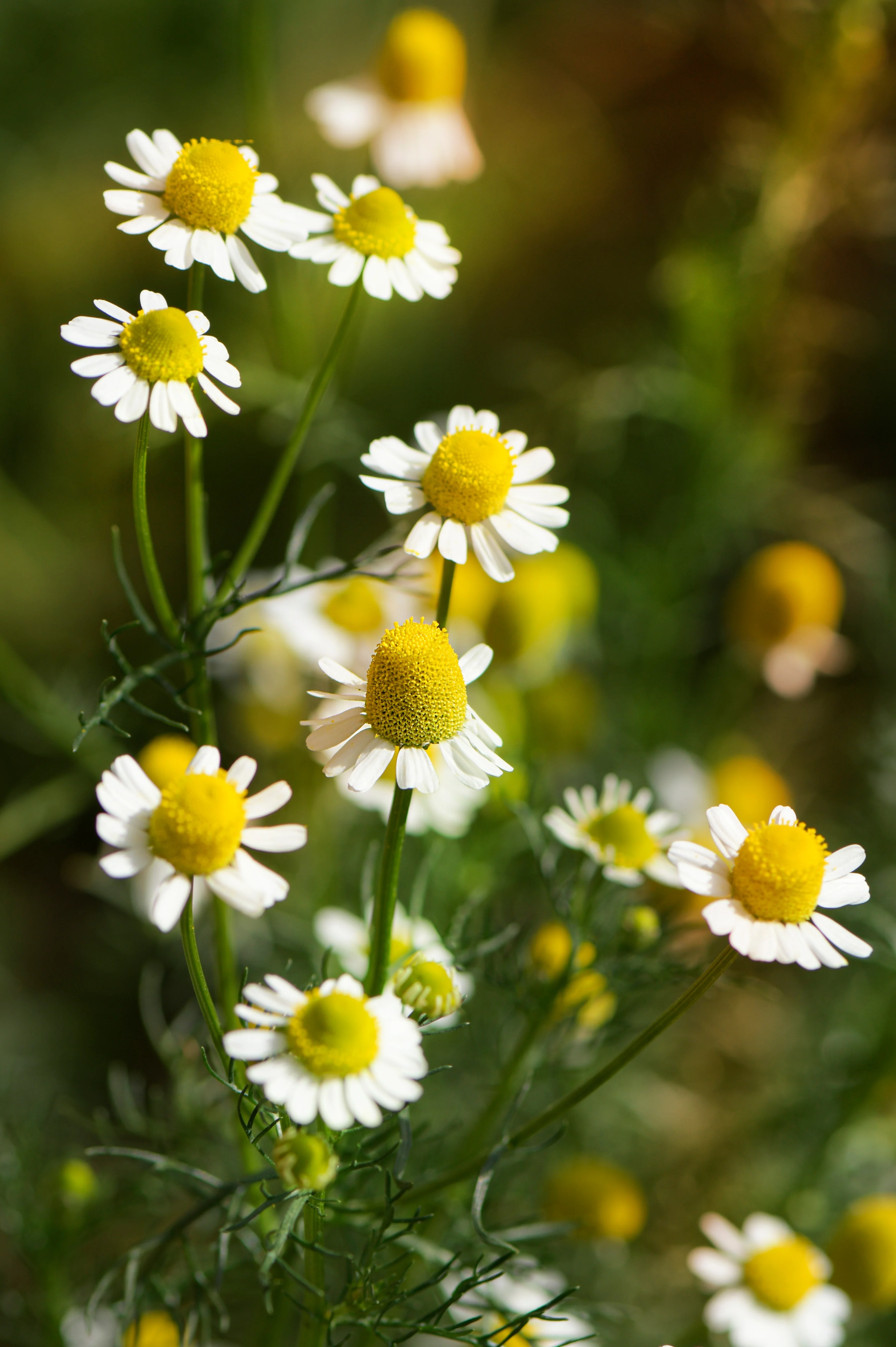 Miniatuur 1