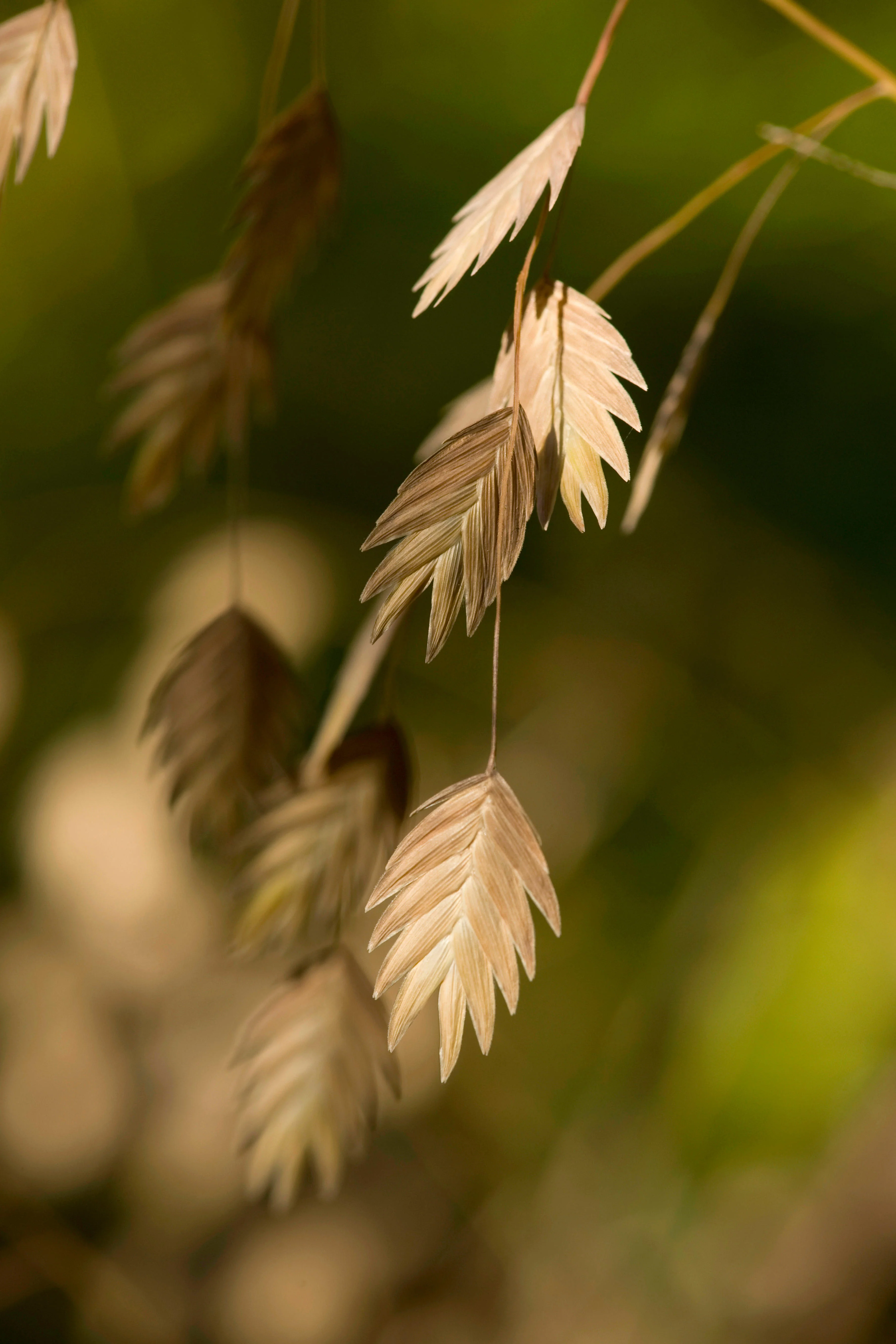 Miniatuur 3
