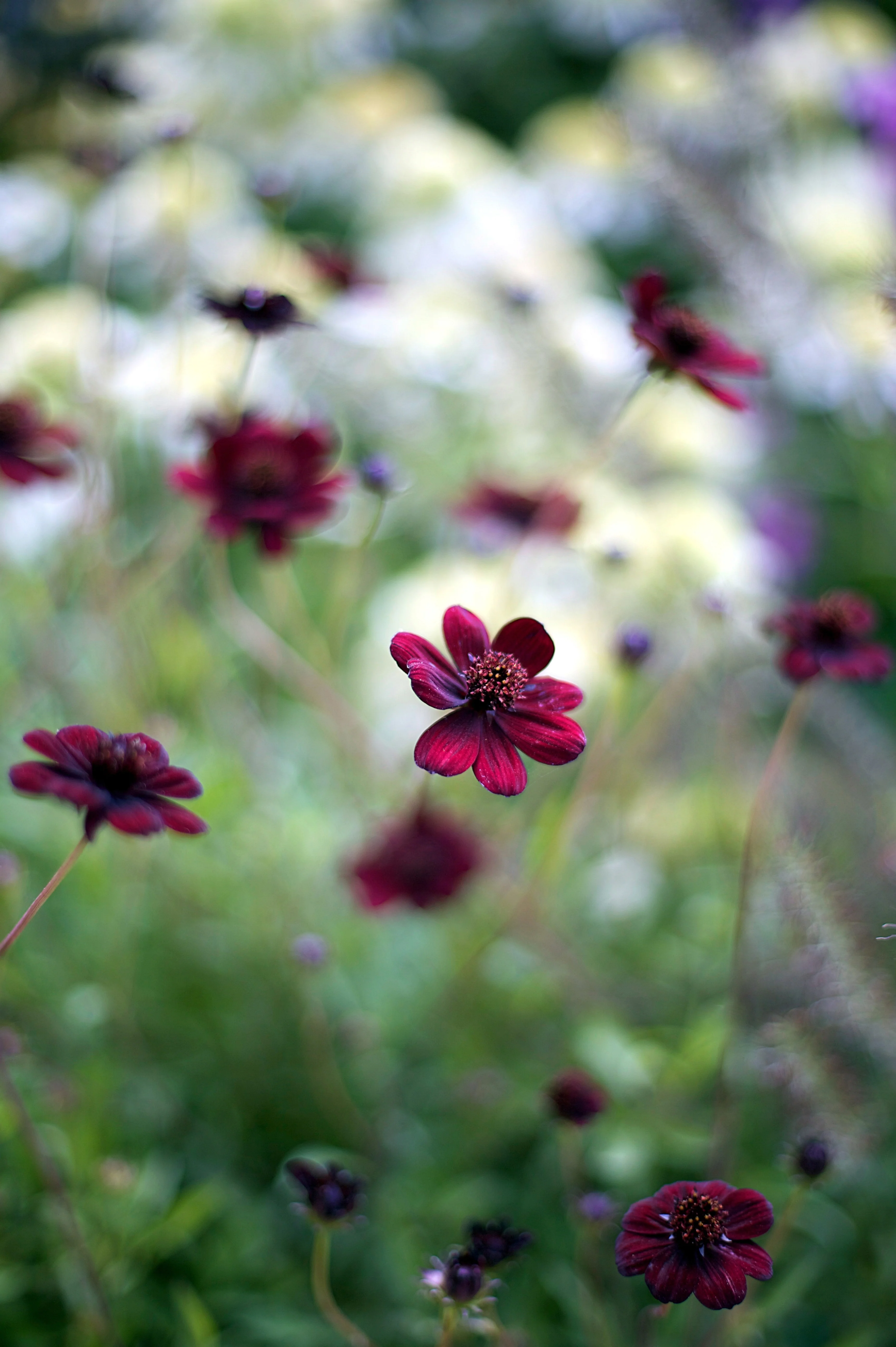 Miniatuur 1