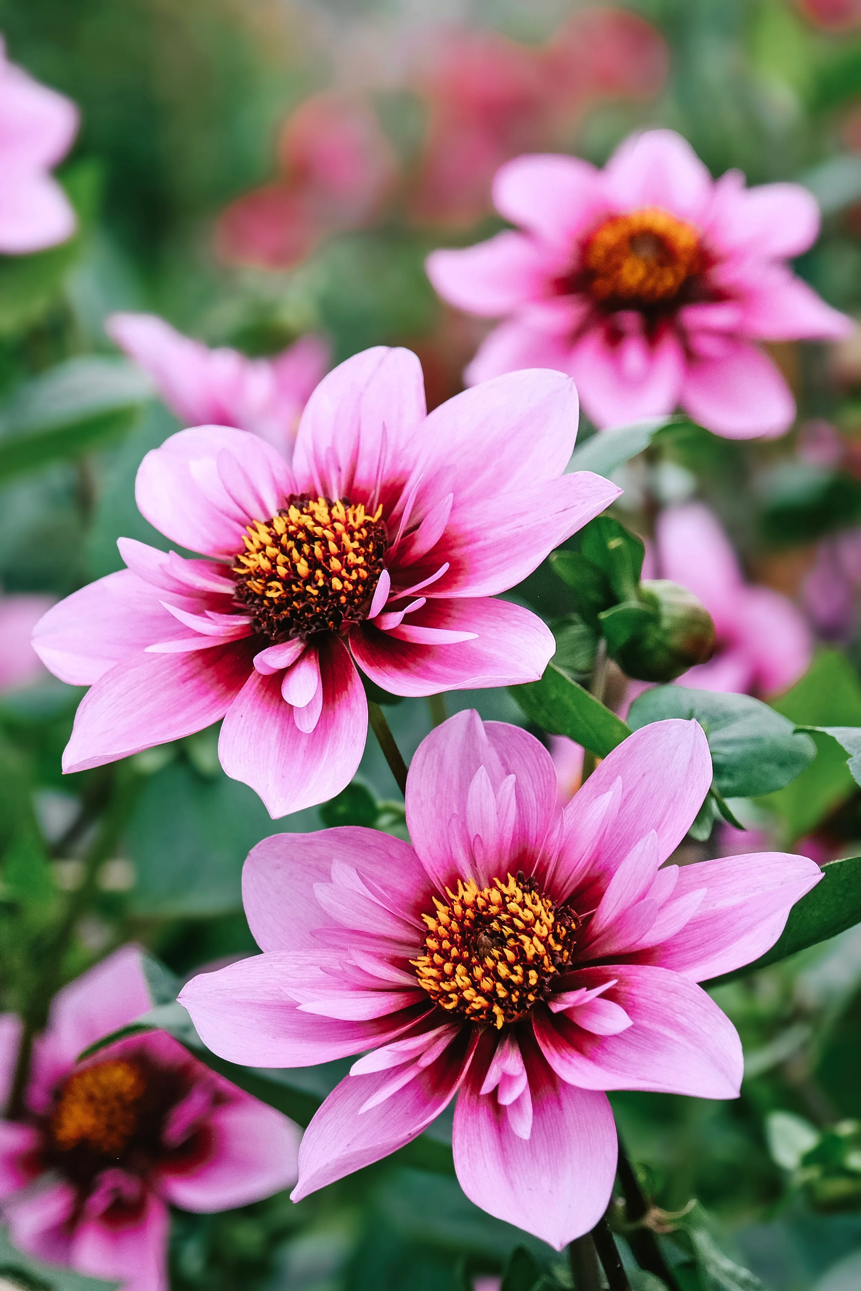 Miniatuur 1