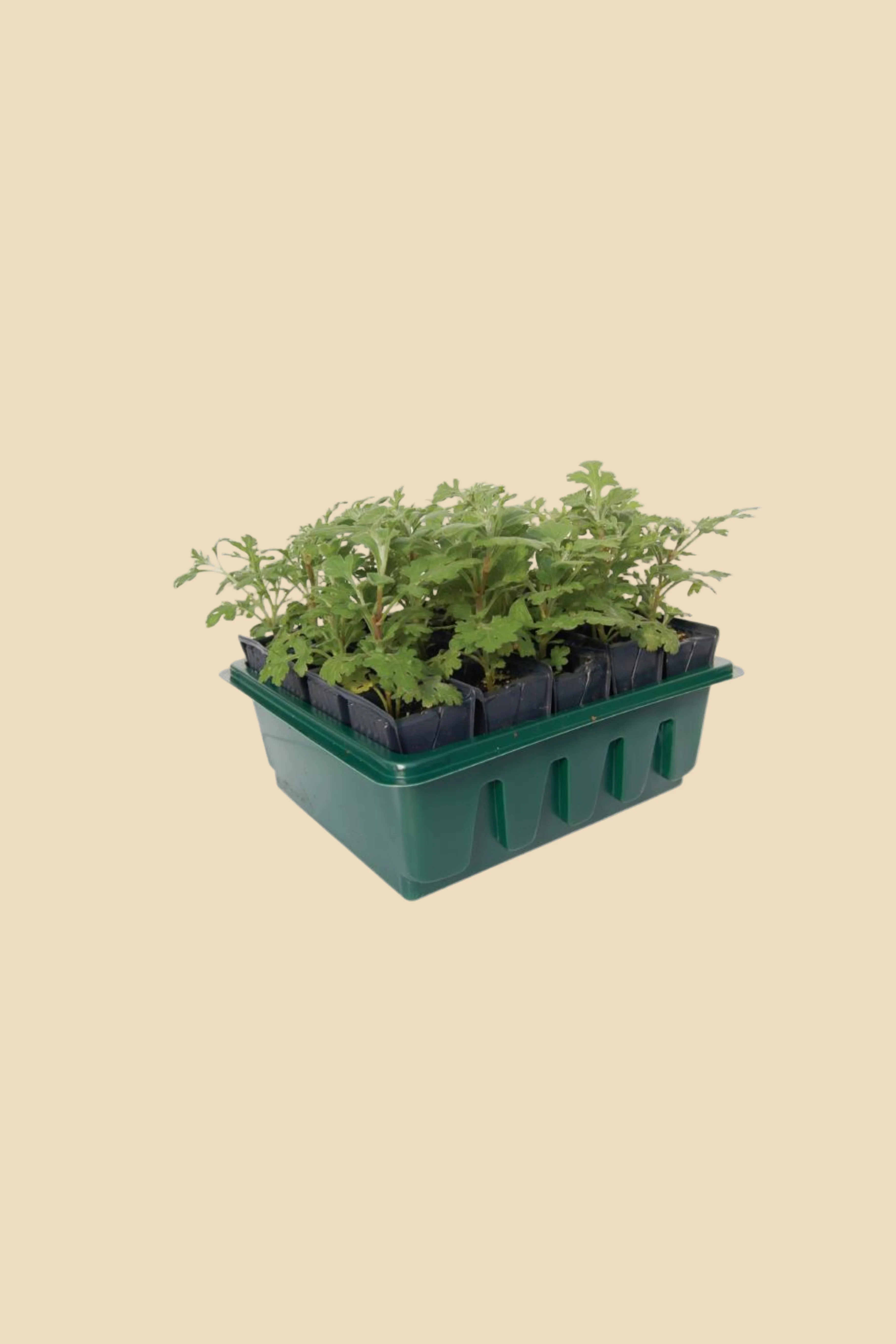 Miniatuur 2