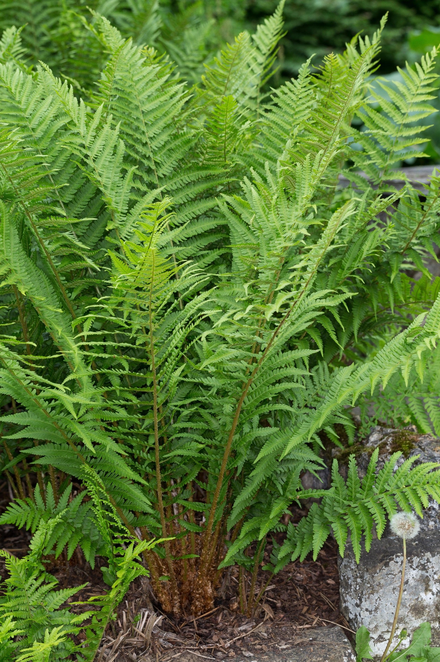Miniatuur 1