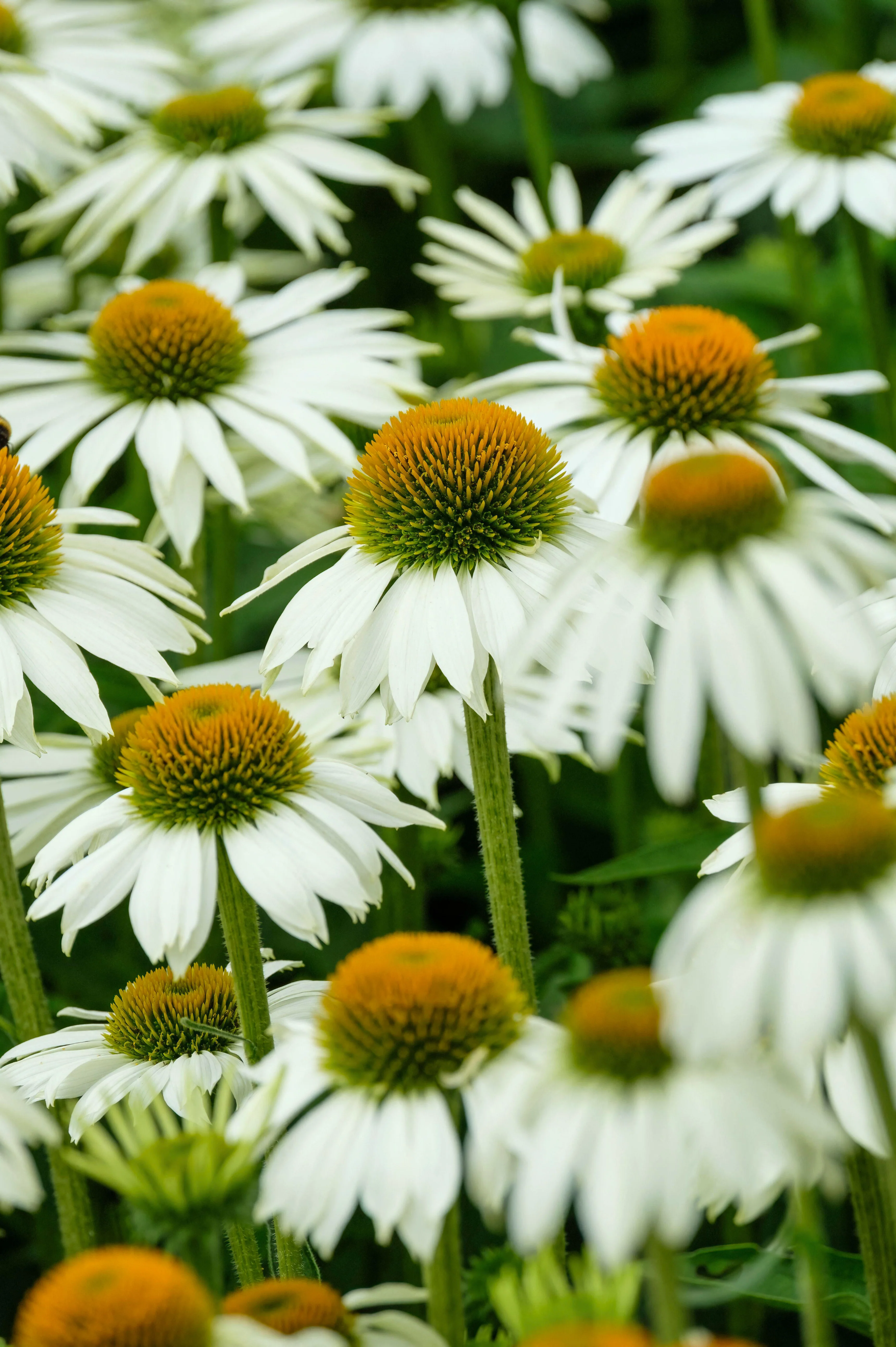 Vaste planten
