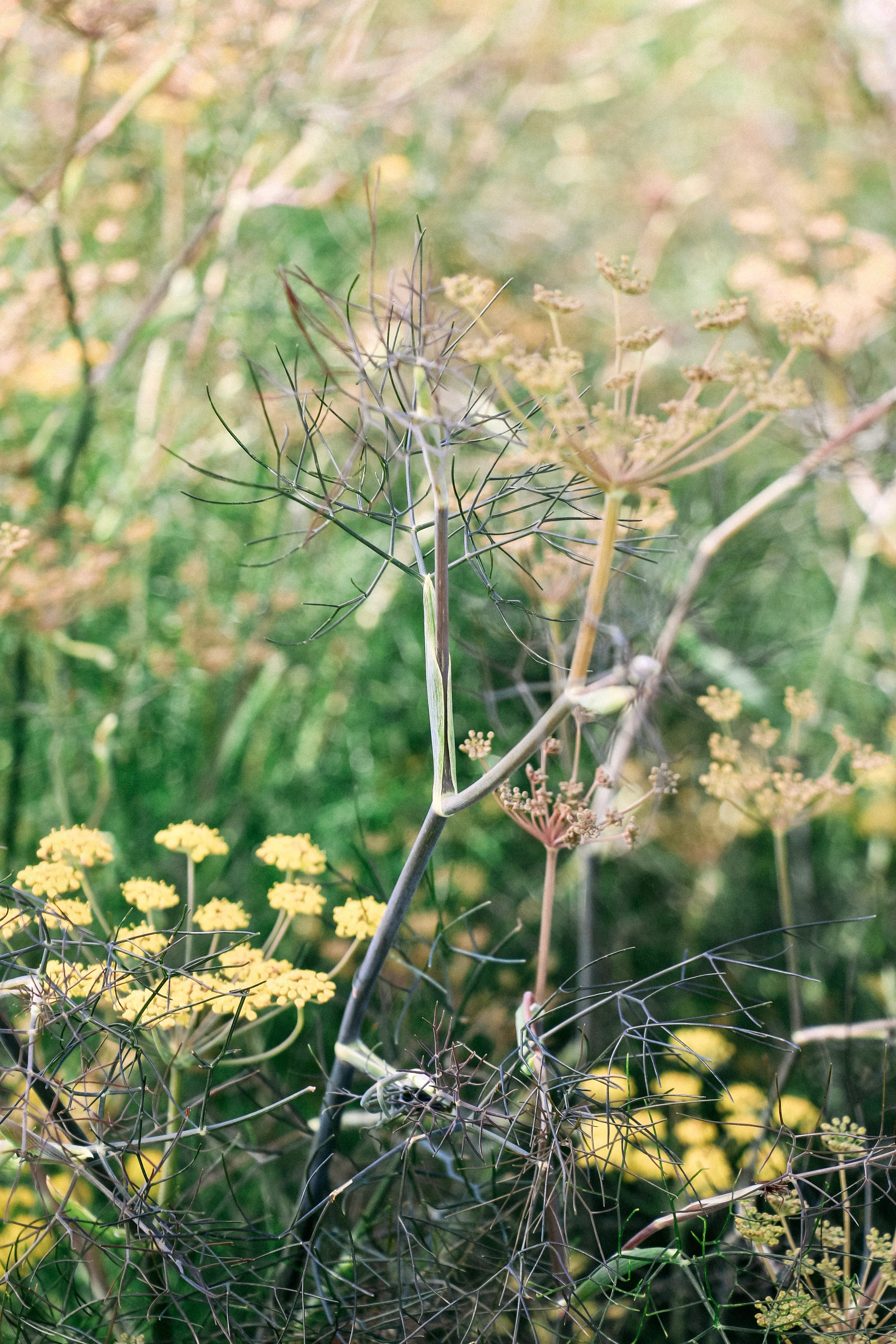 Miniatuur 3