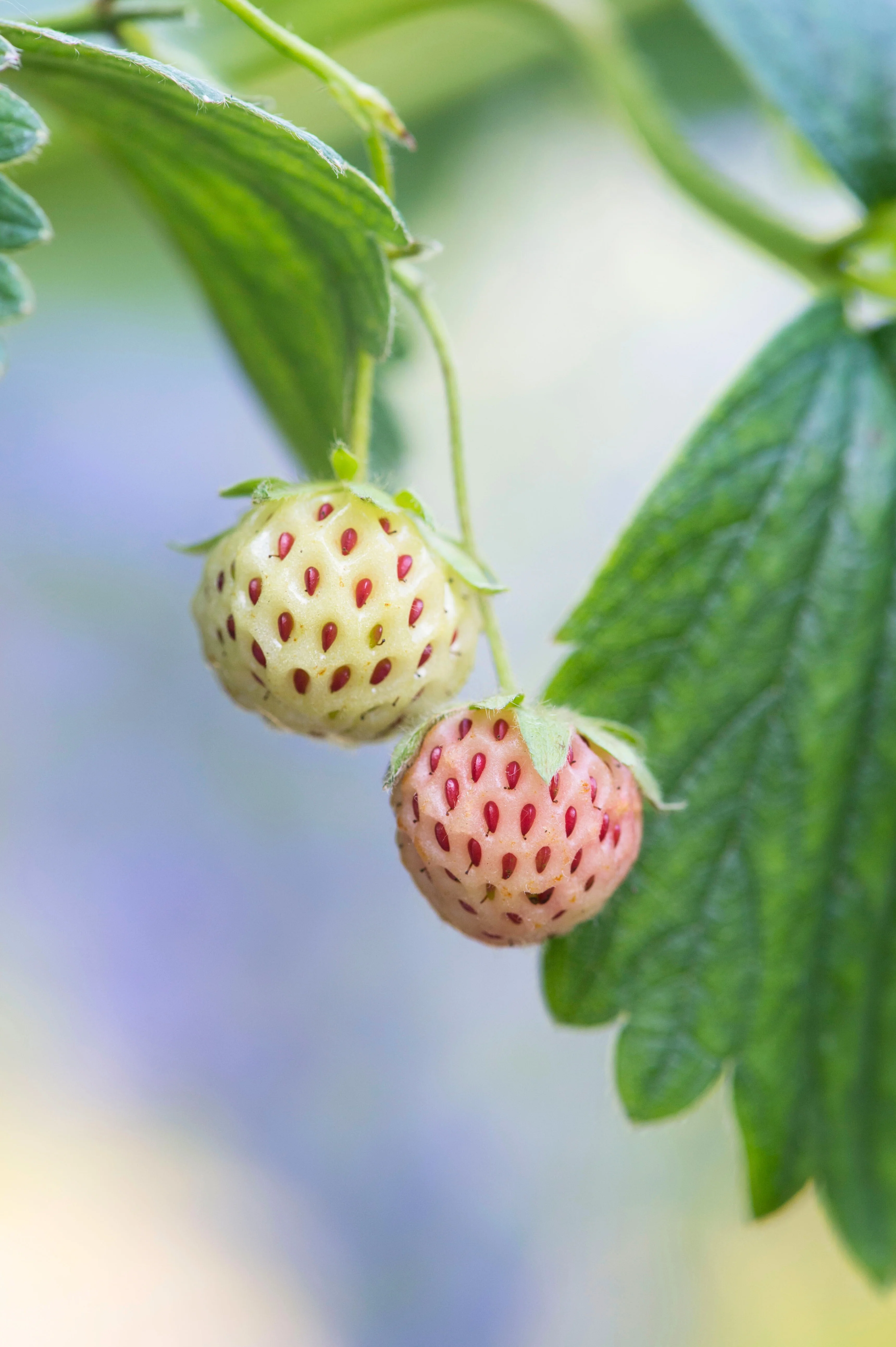 Miniatuur 1