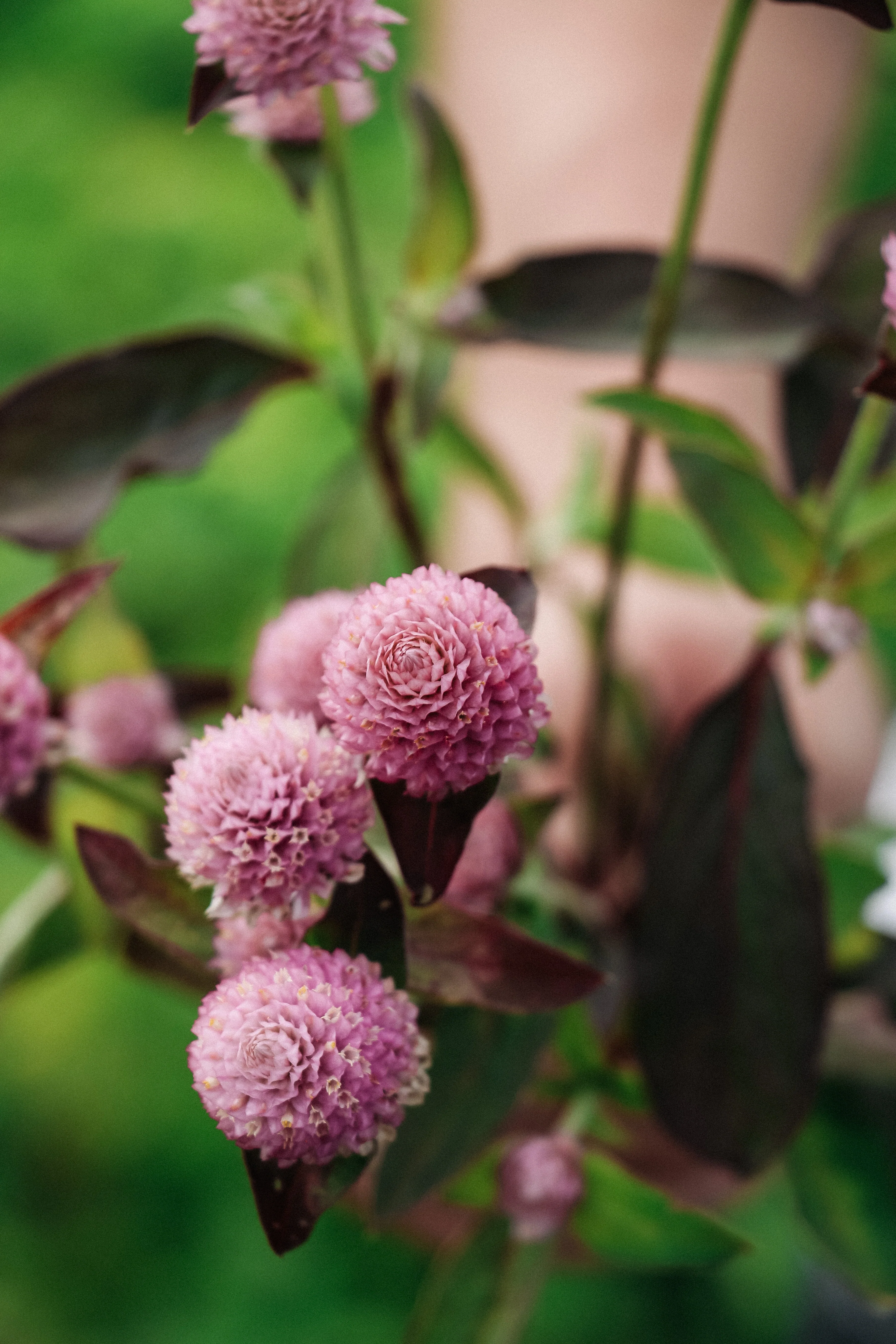 Miniatuur 3