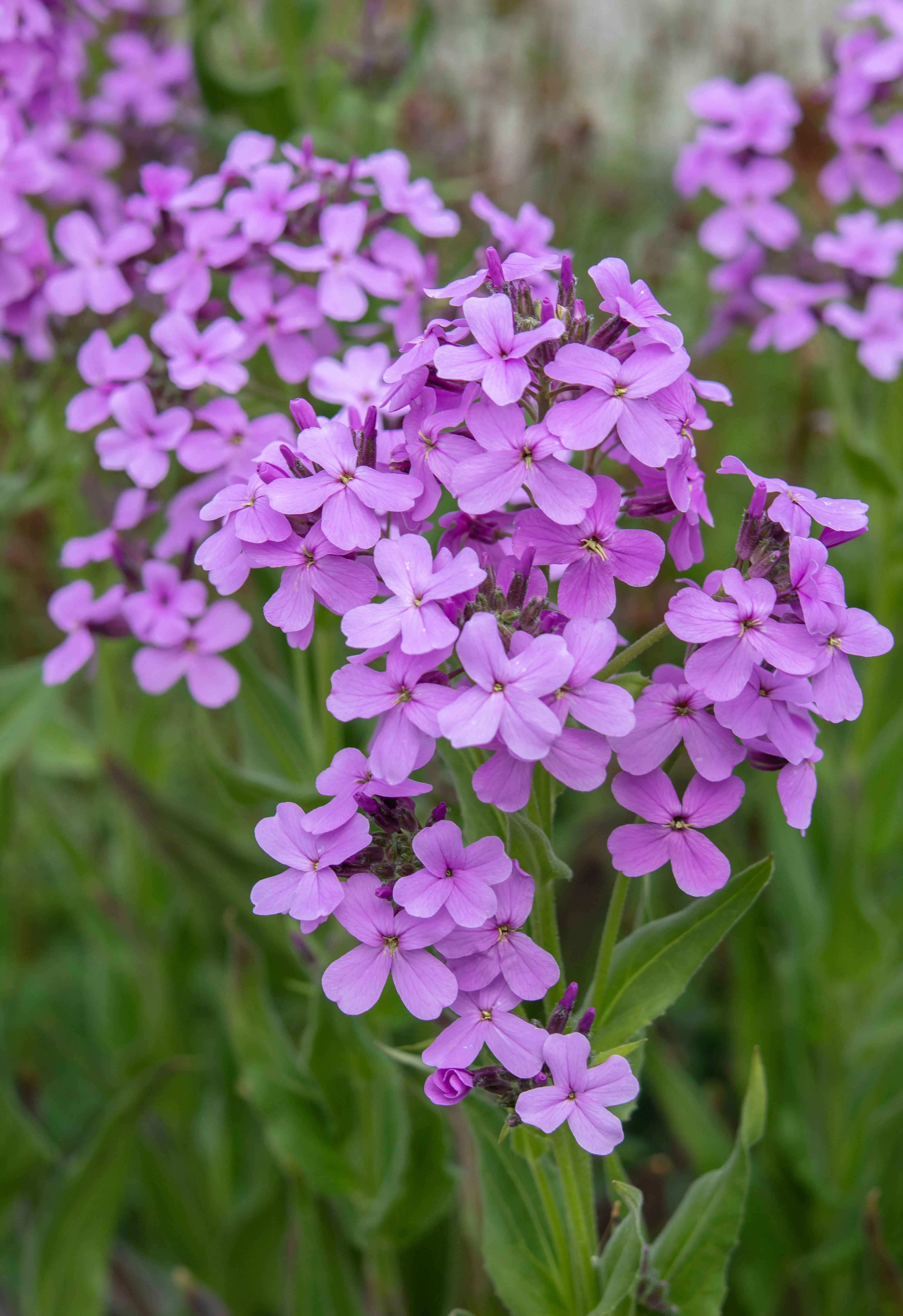 Miniatuur 1