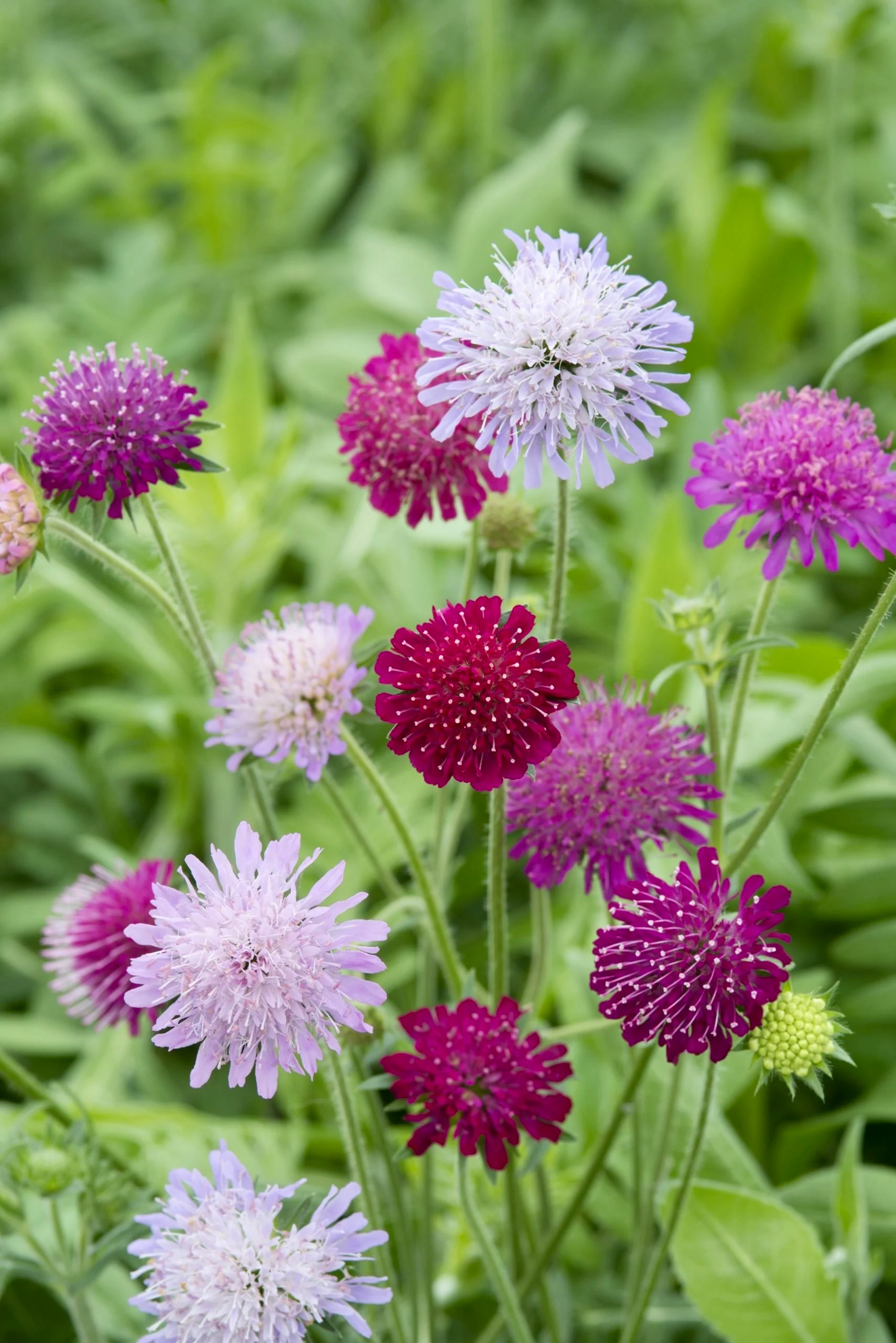 Miniatuur 1