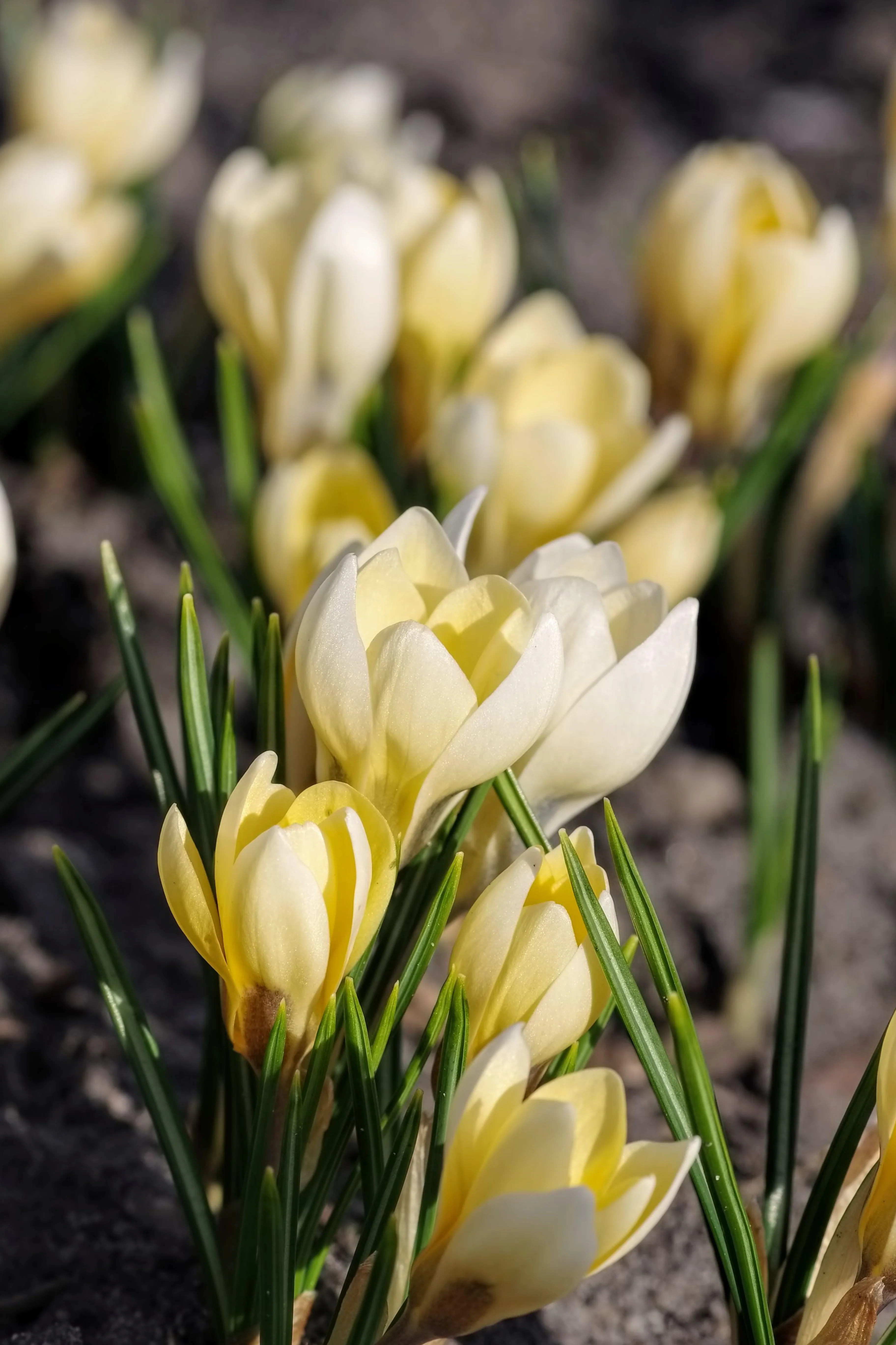 Miniatuur 1