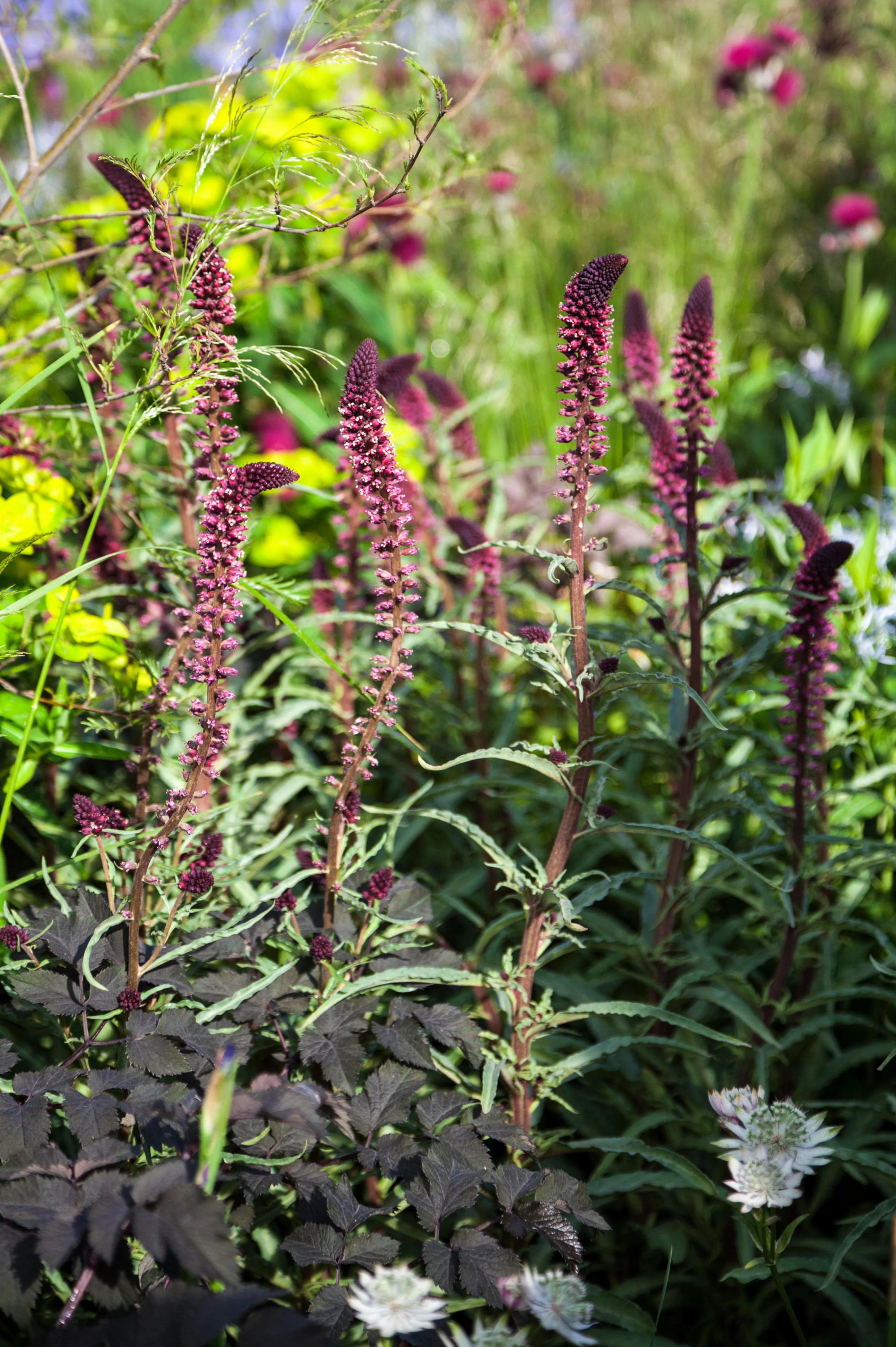 Miniatuur 1