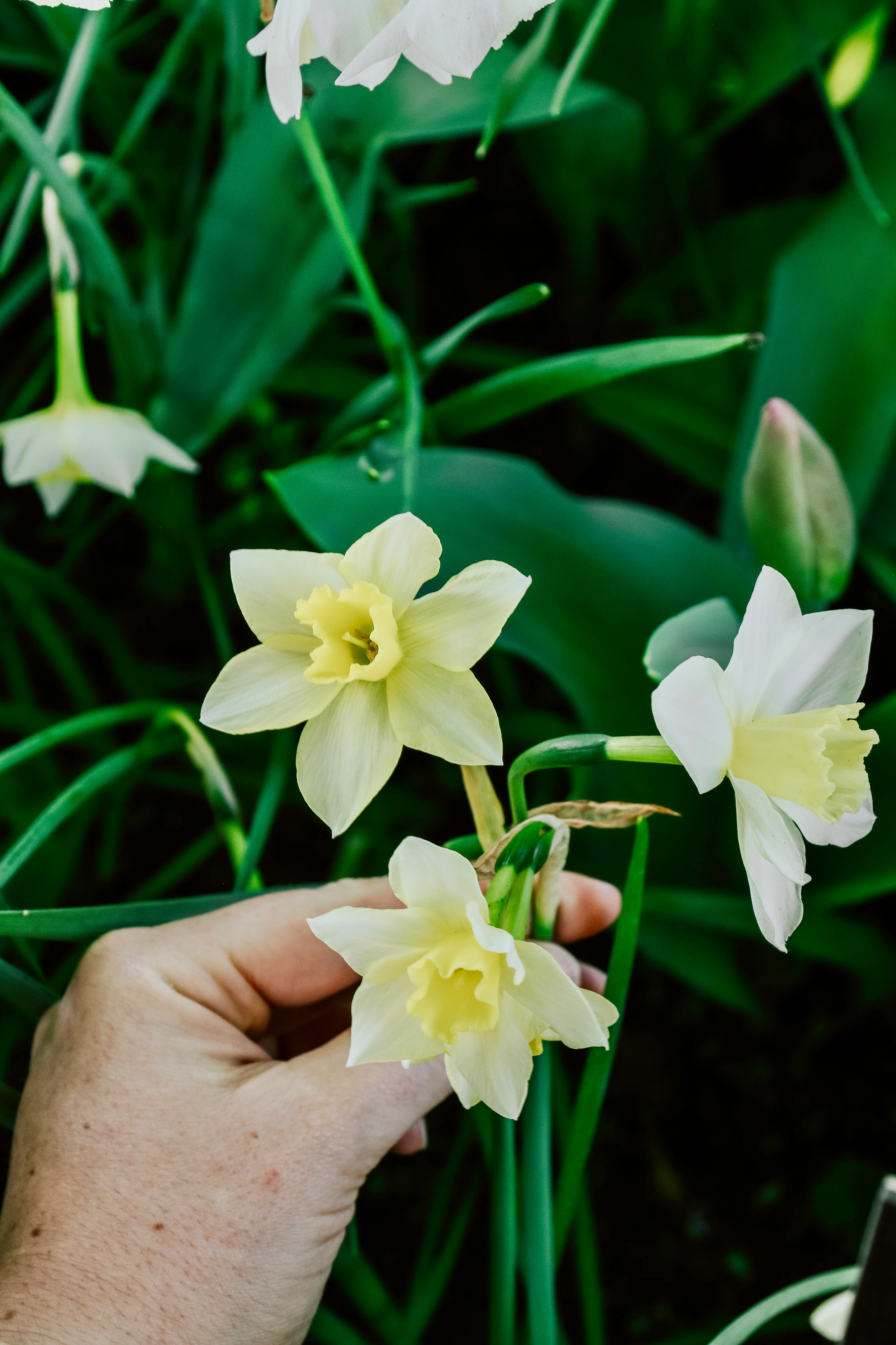Miniatuur 1