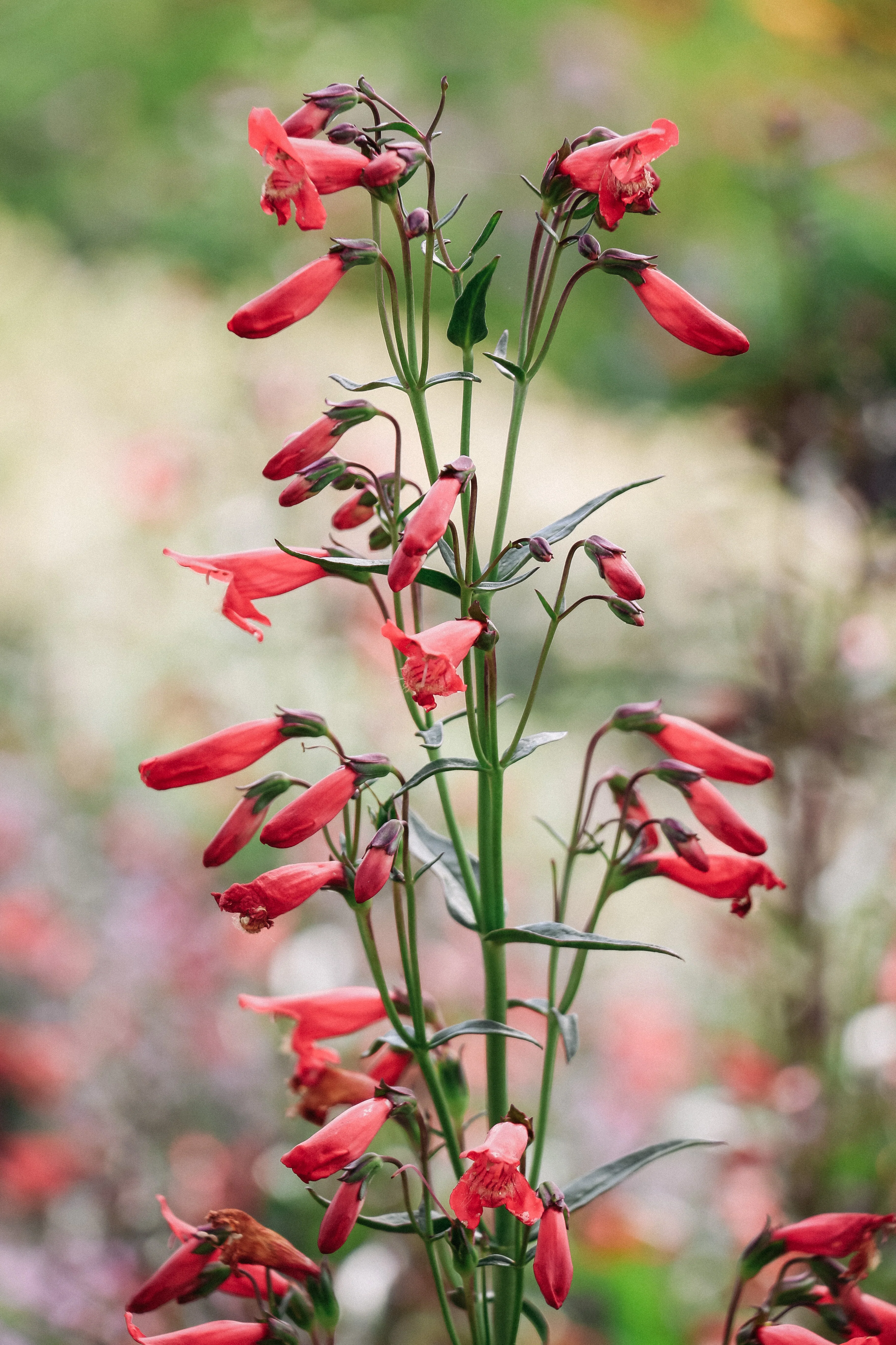 Miniatuur 1