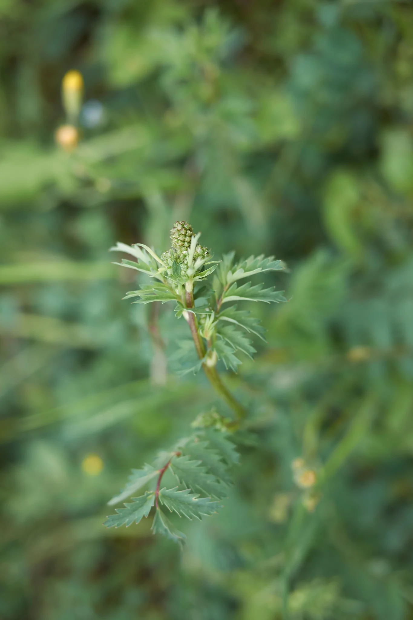 Miniatuur 4