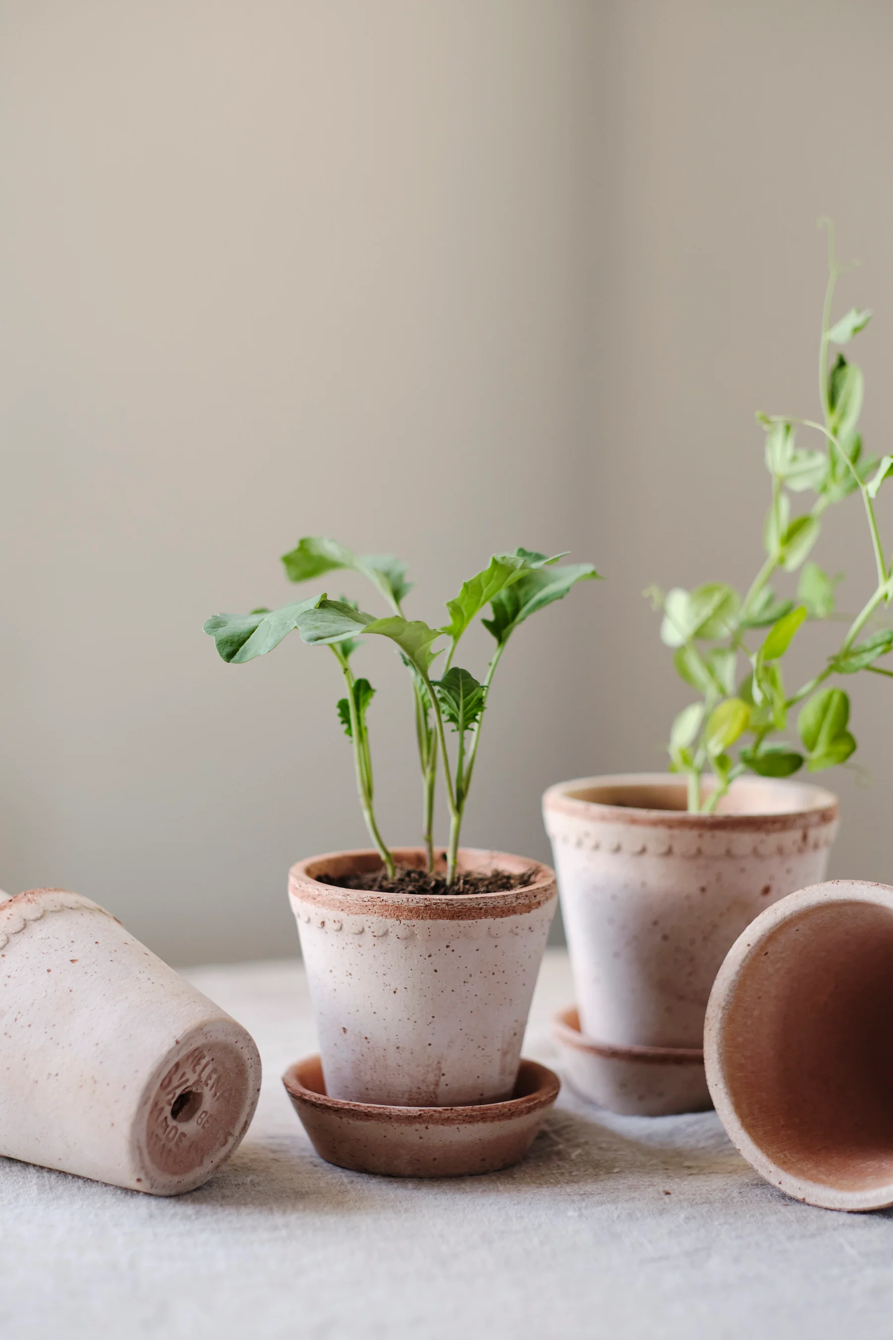Miniatuur 2