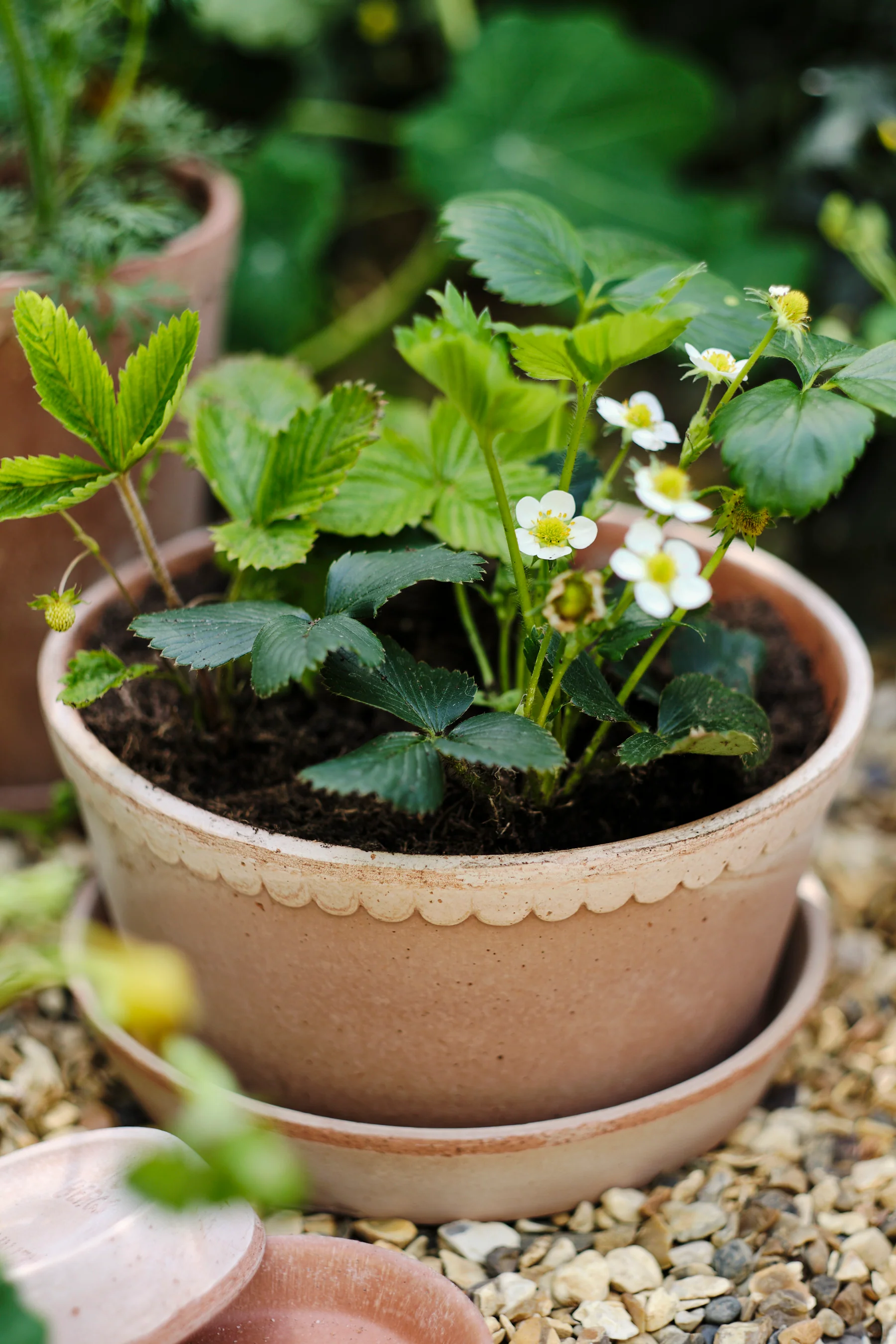Miniatuur 2