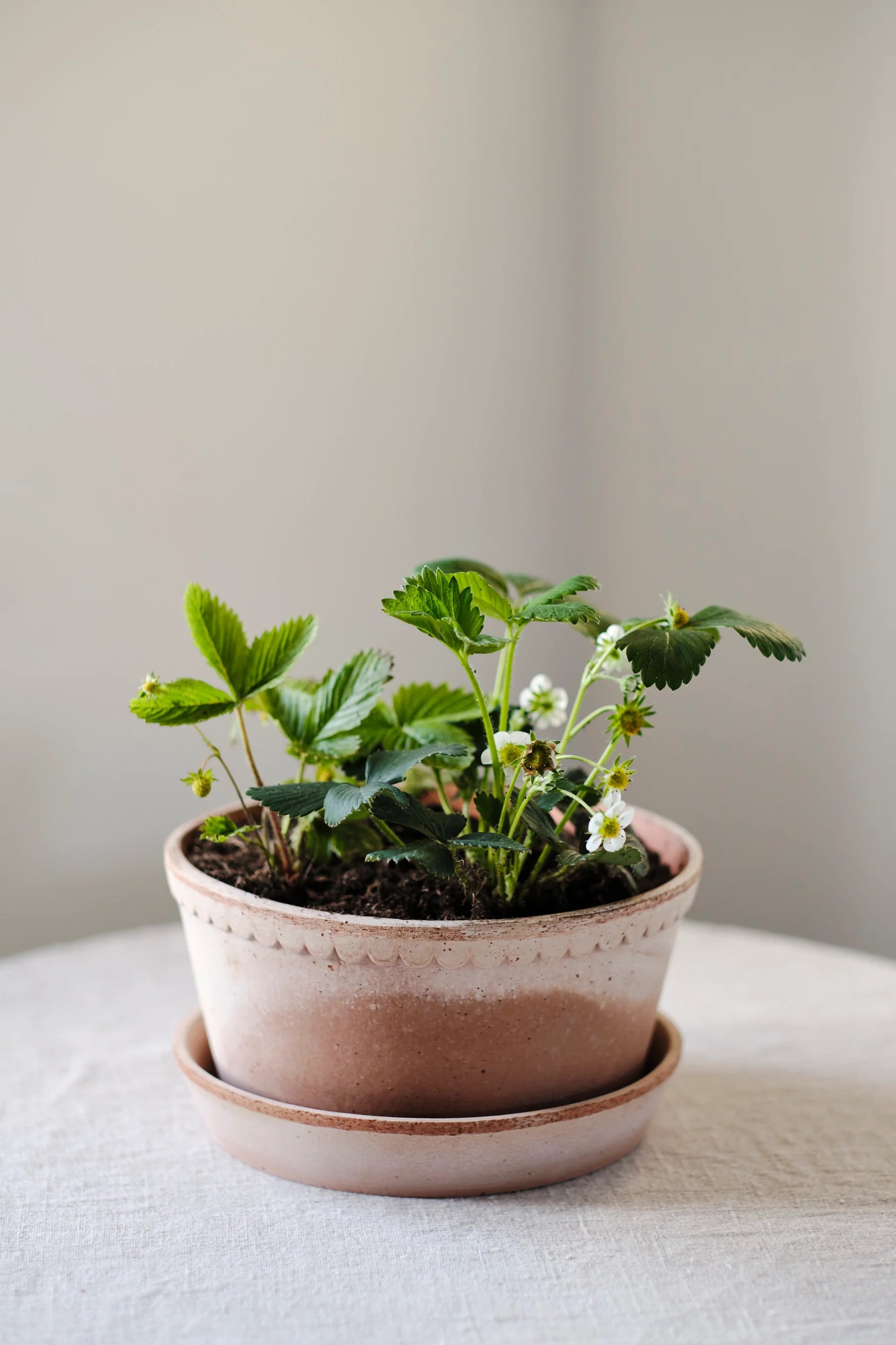 Miniatuur 2