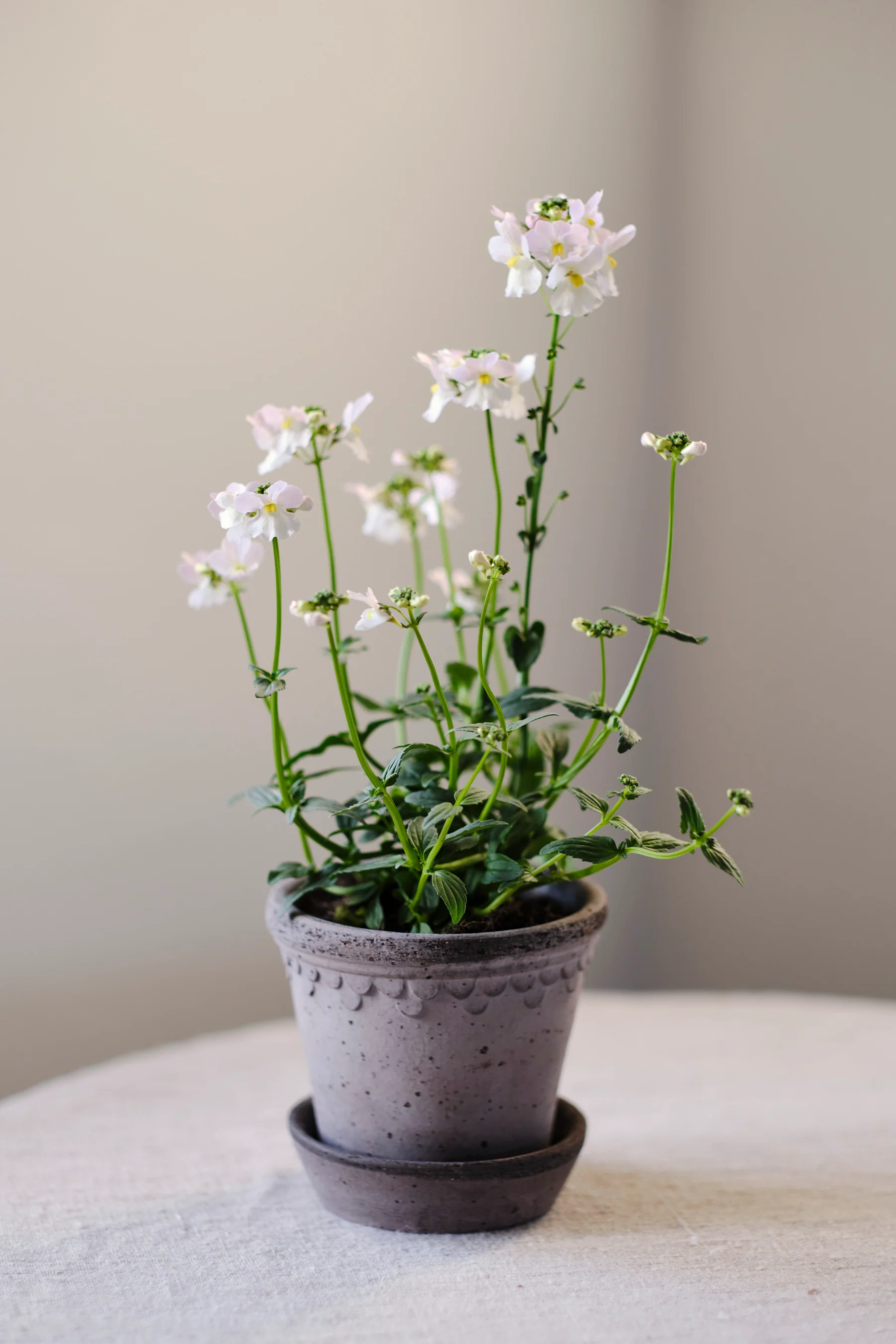 Miniatuur 2