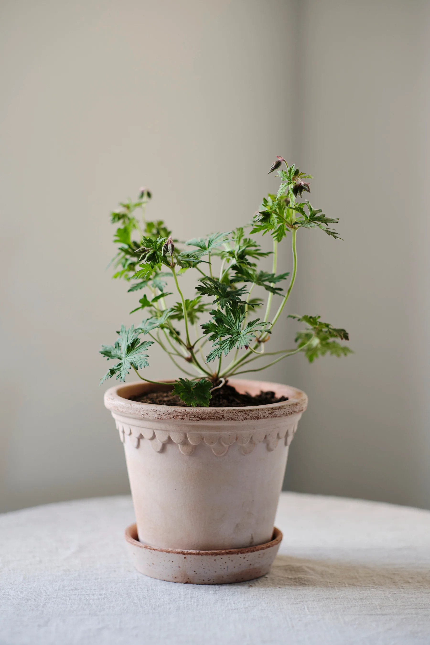 Miniatuur 3