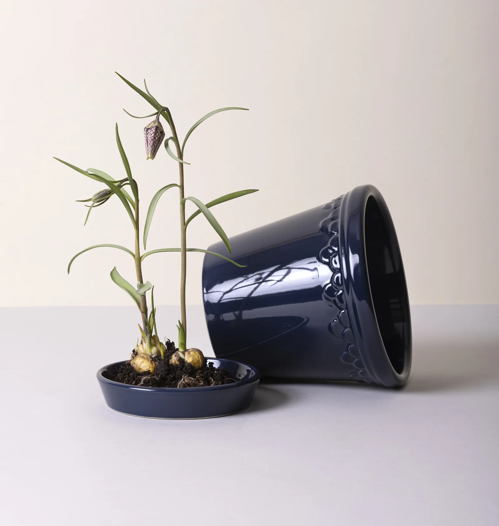 Miniatuur 3
