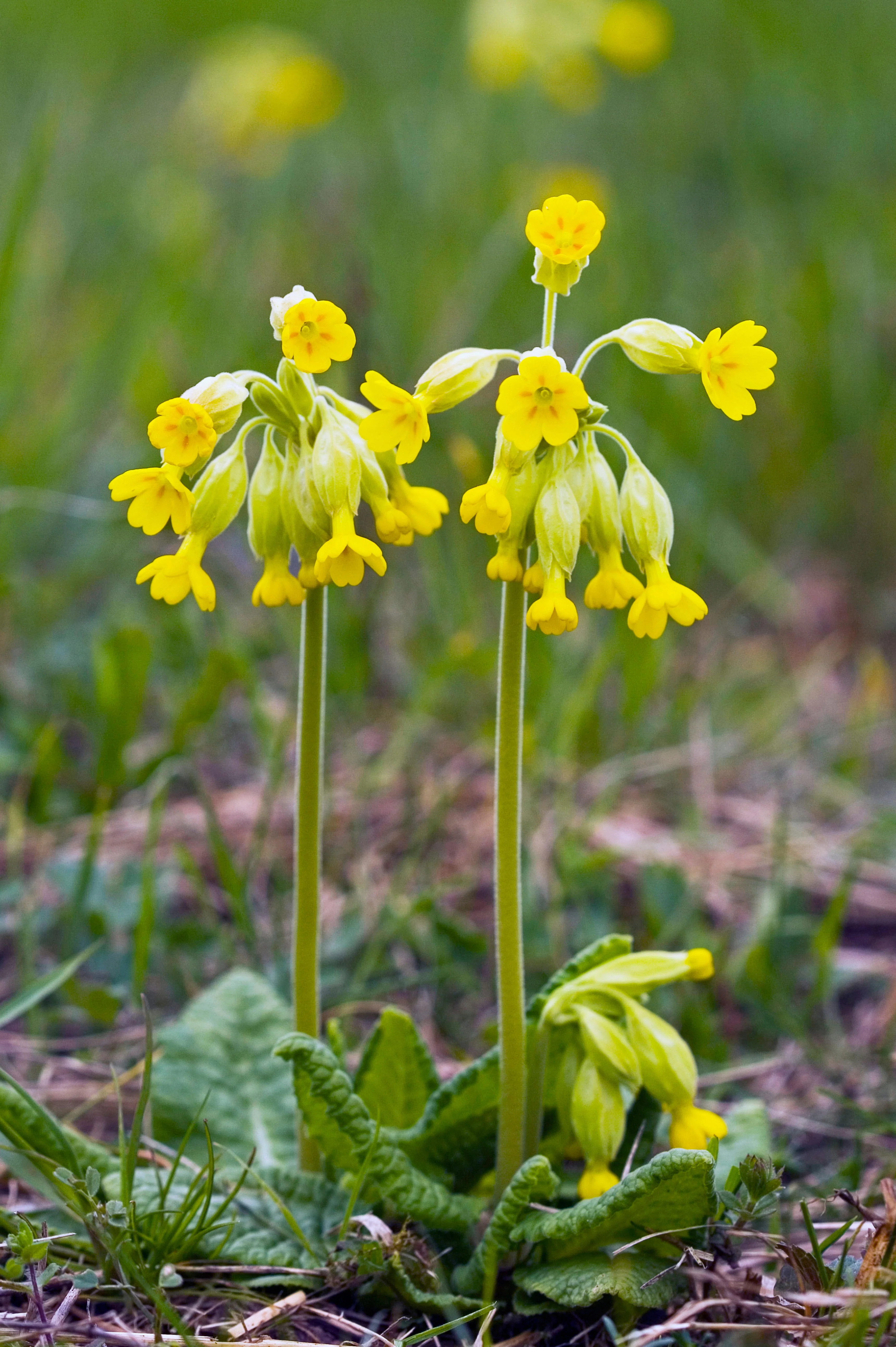 Miniatuur 1
