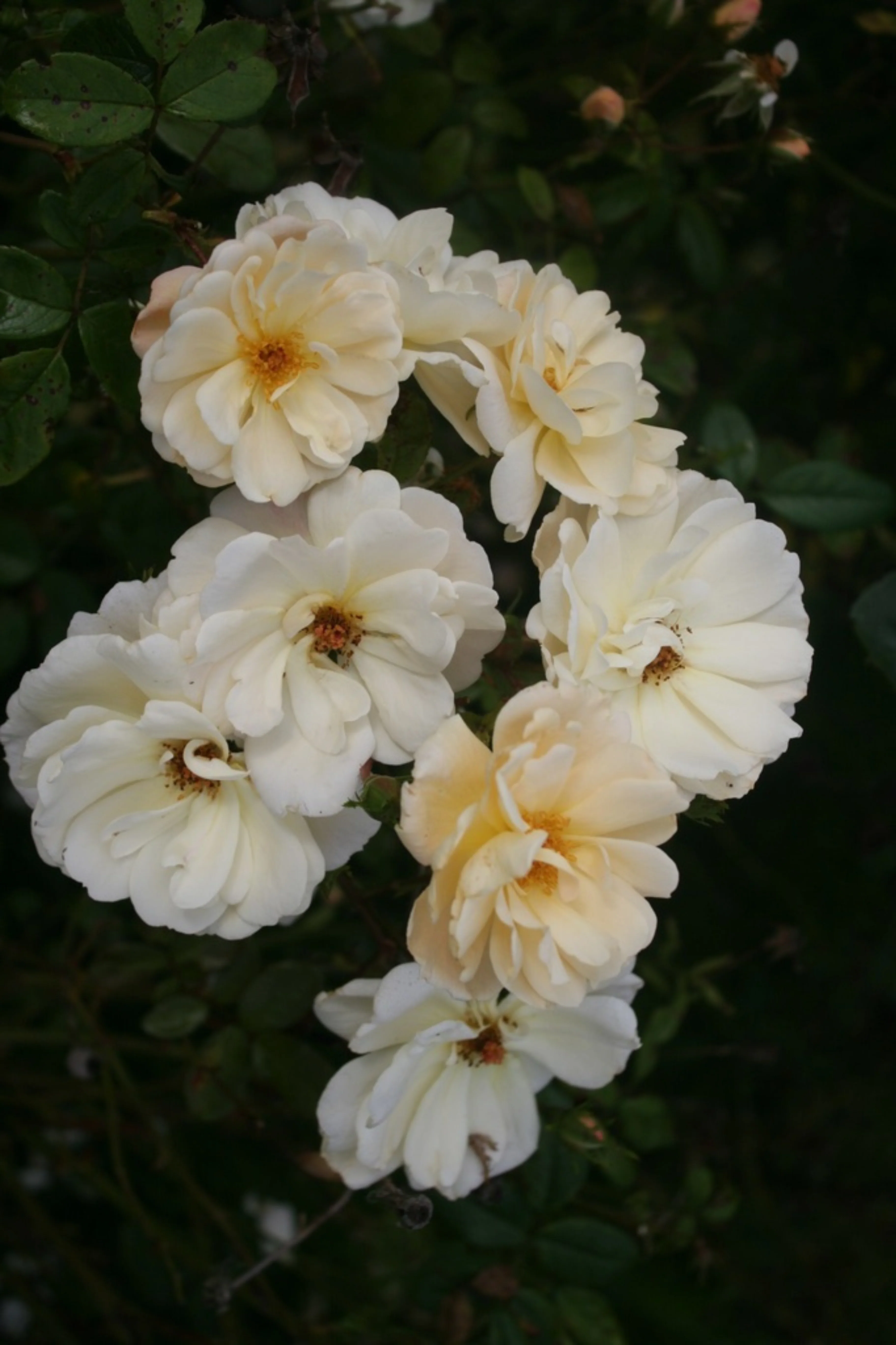Miniatuur 1