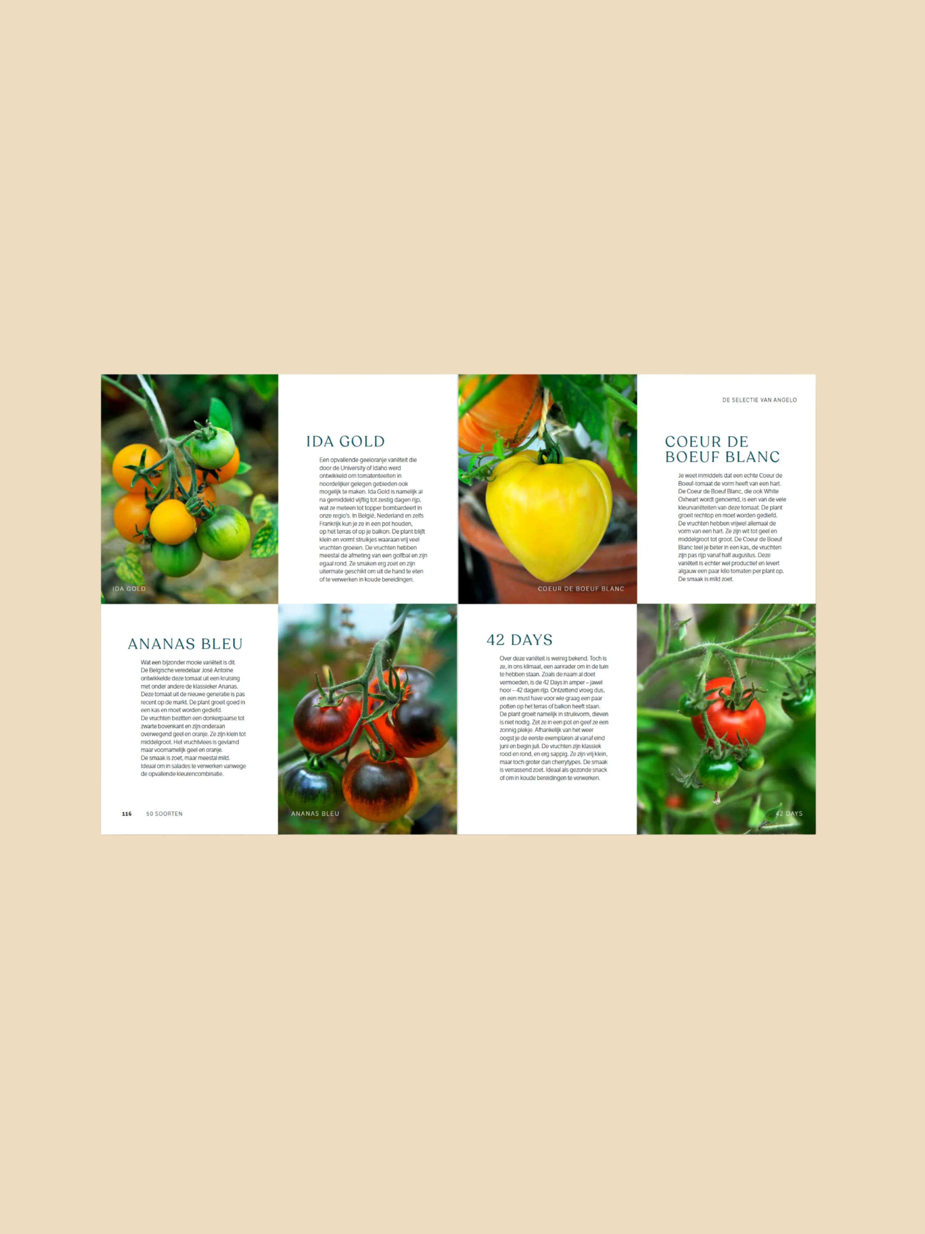 Miniatuur 6