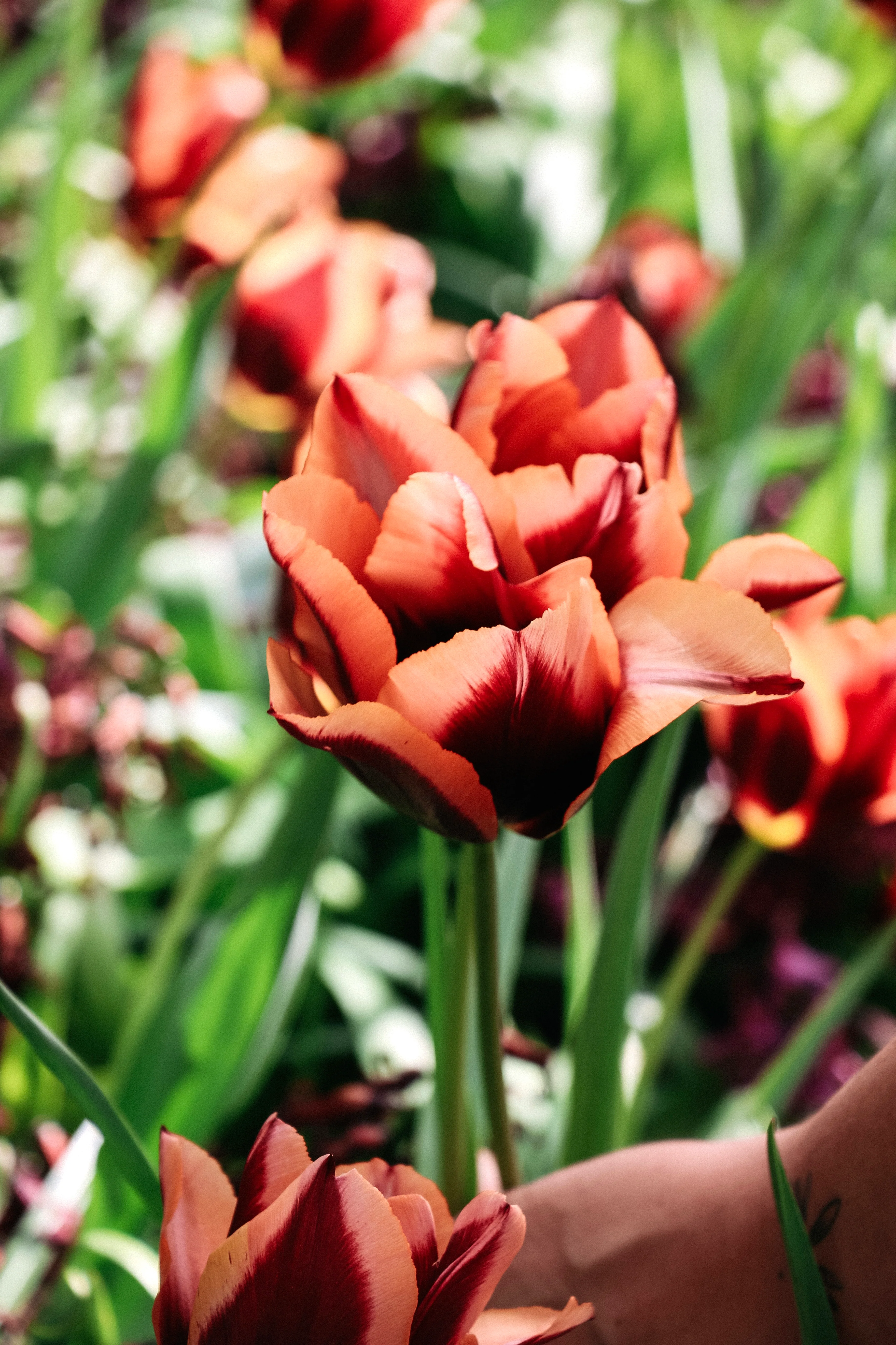 Miniatuur 1