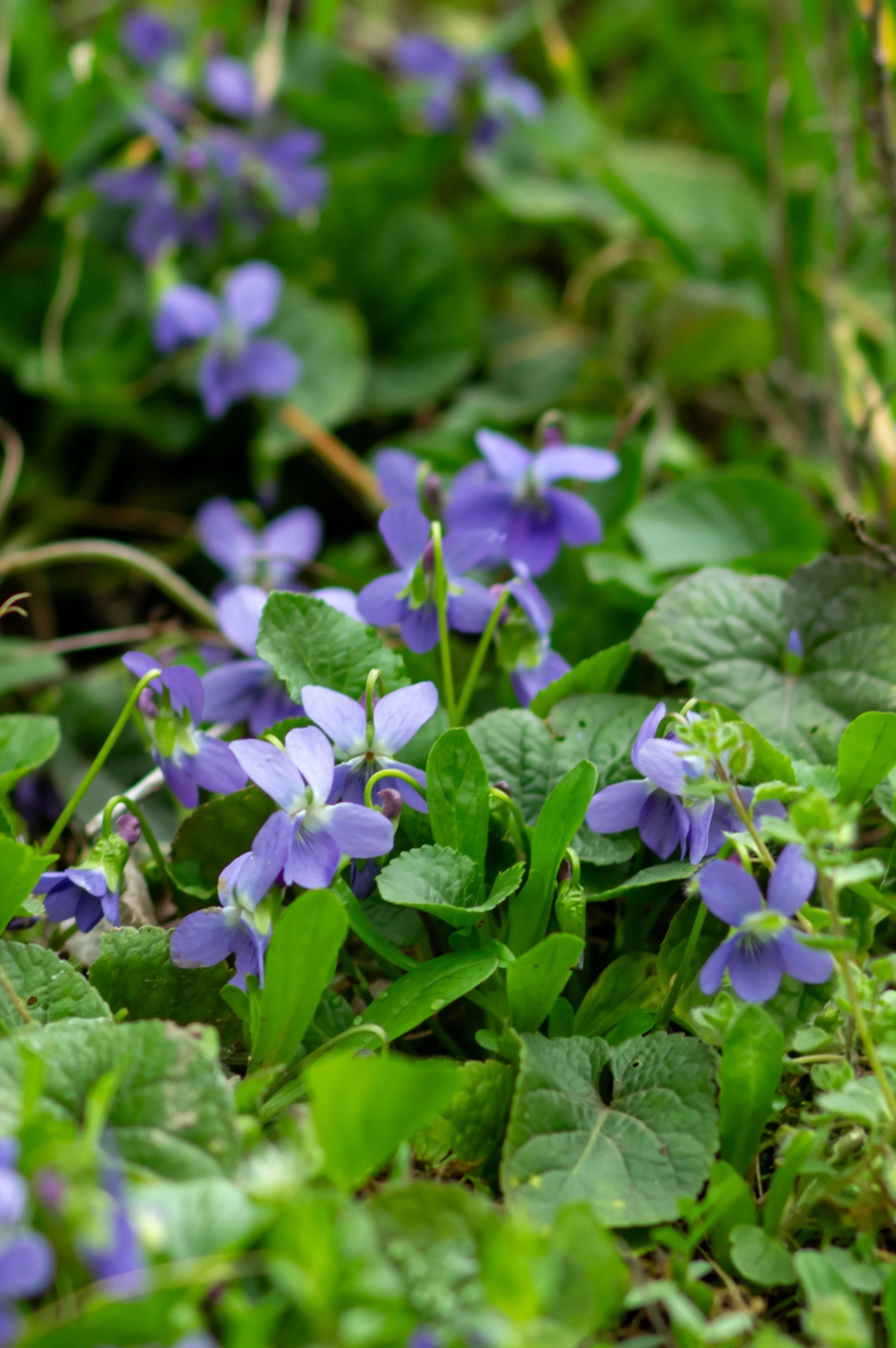 Miniatuur 2