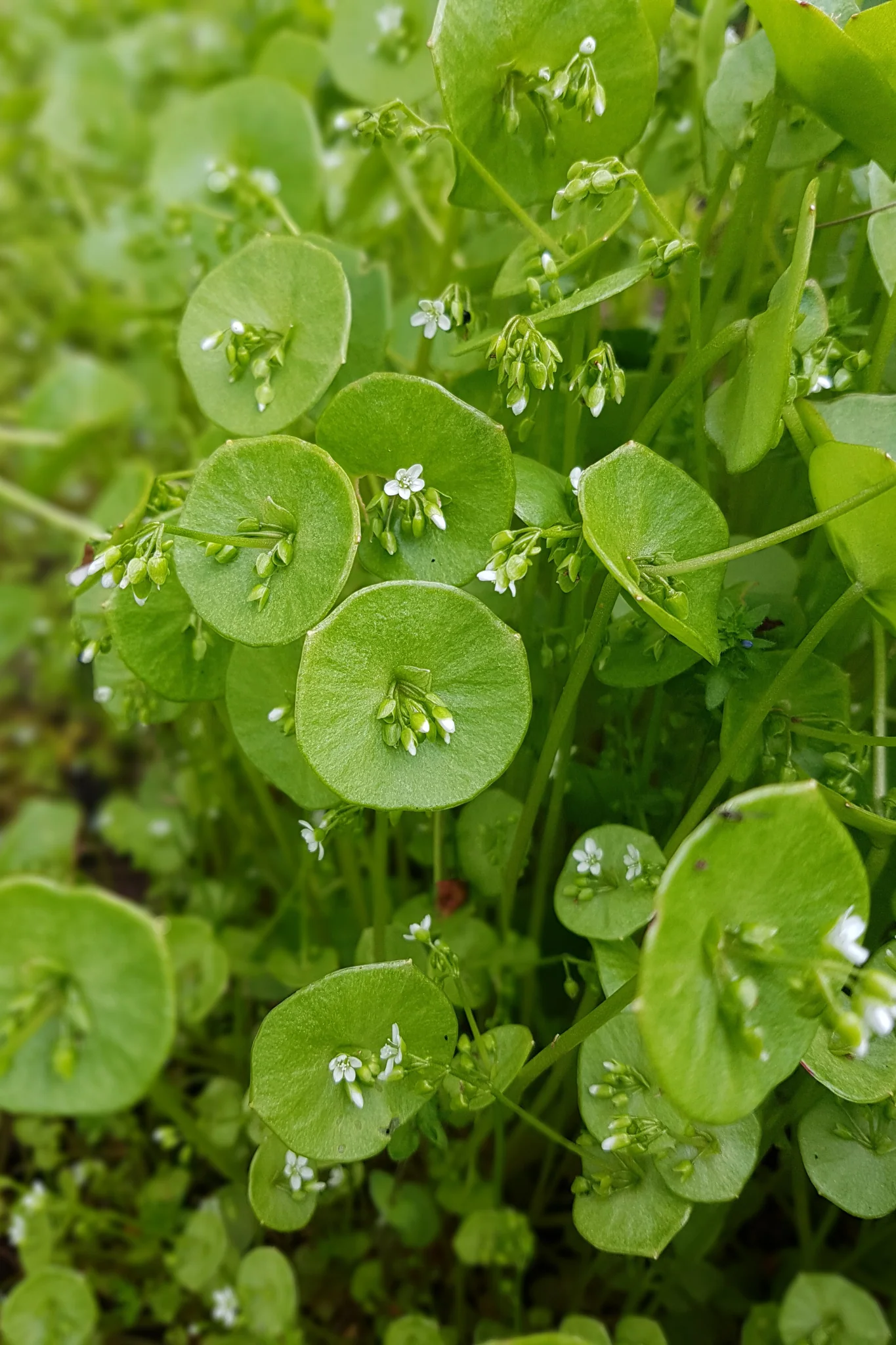 Miniatuur 1